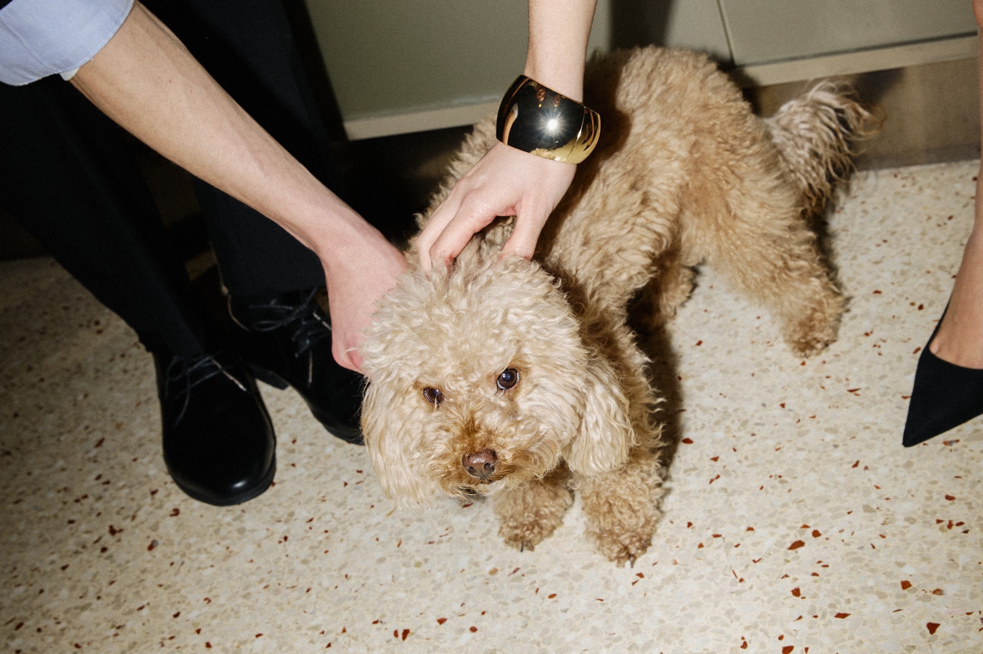 Poodle dog petted by hands, one with gold cuff bracelet, on terrazzo floor.