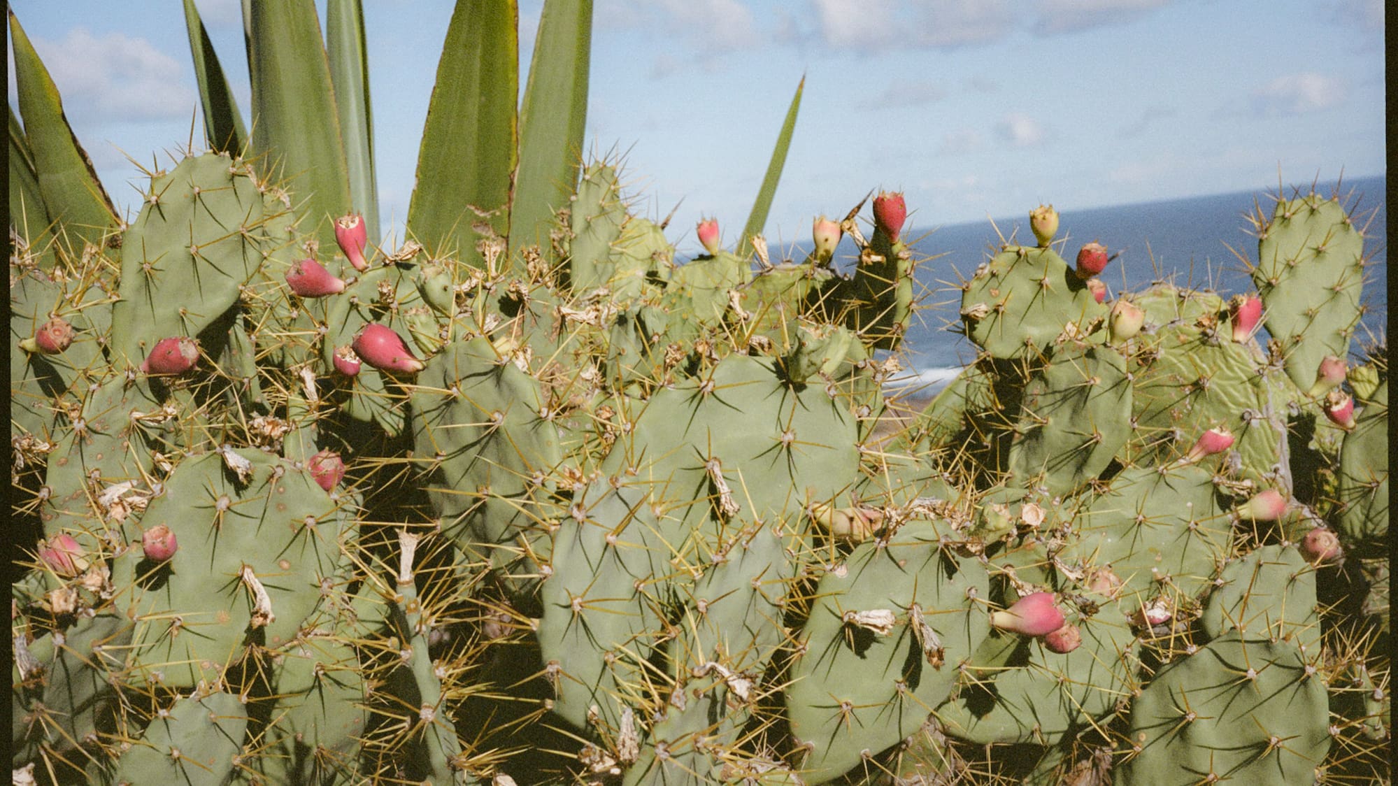 a cactus with flowers and leaves