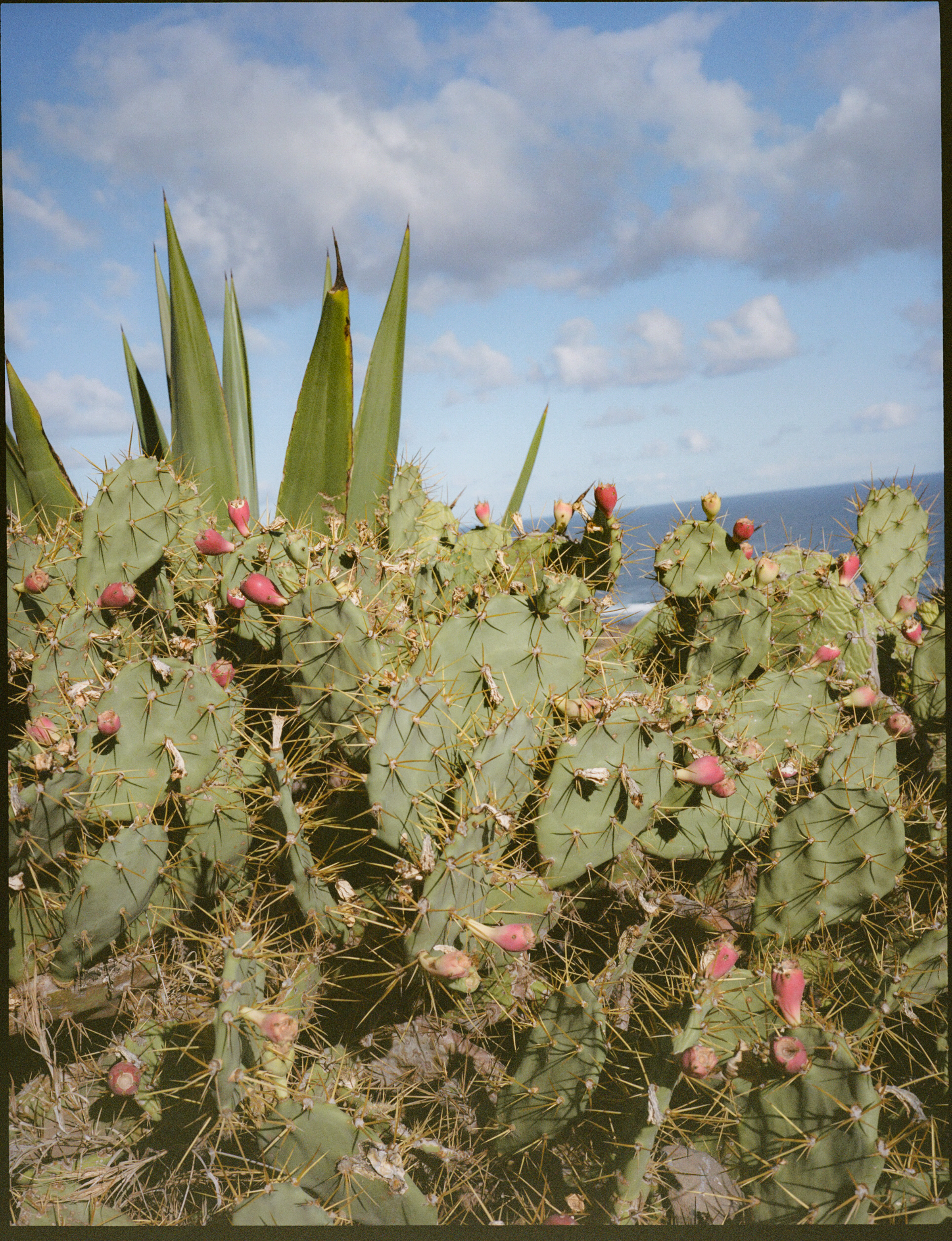 a cactus with flowers and leaves
