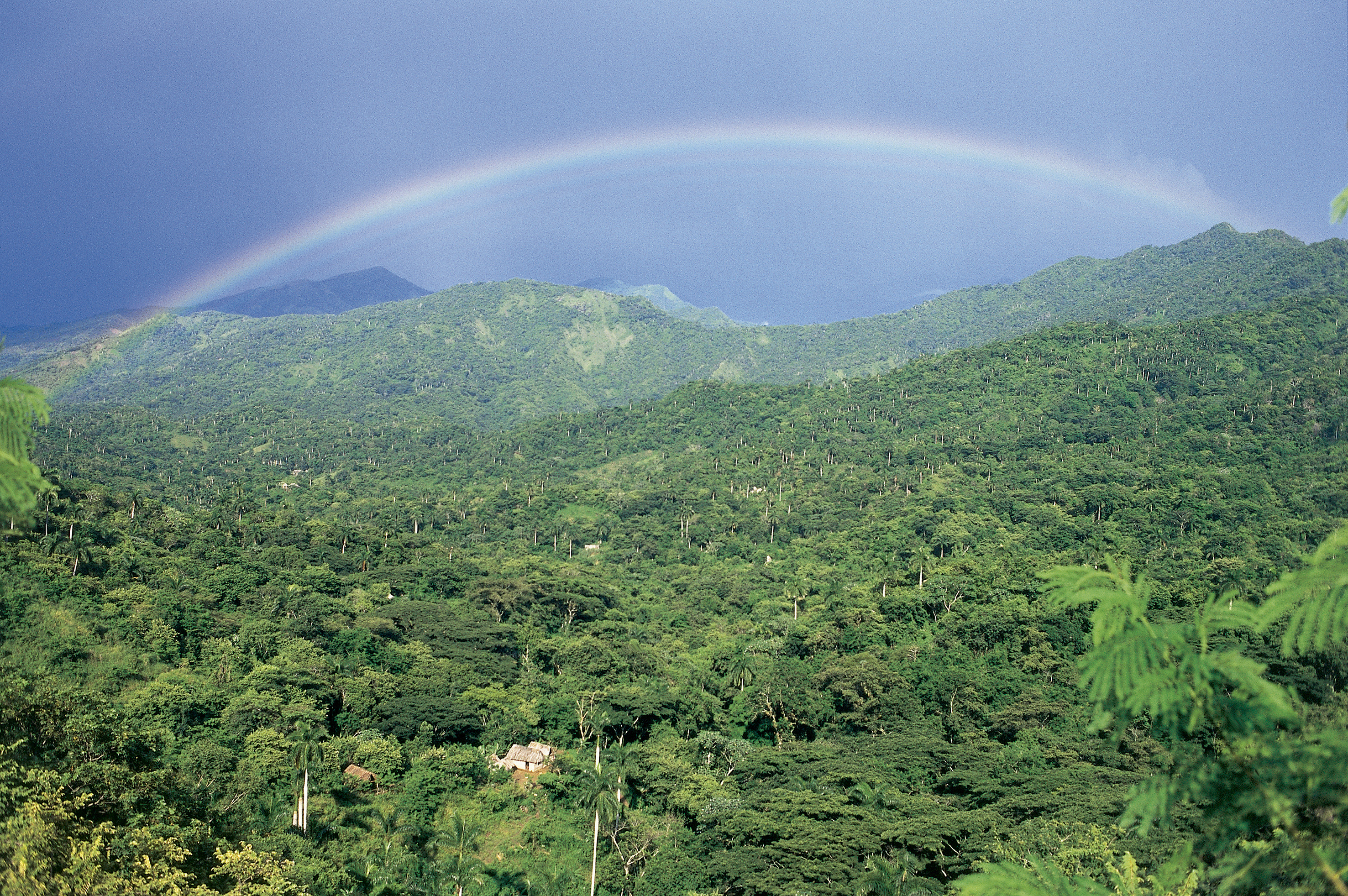 a rainbow over a forest