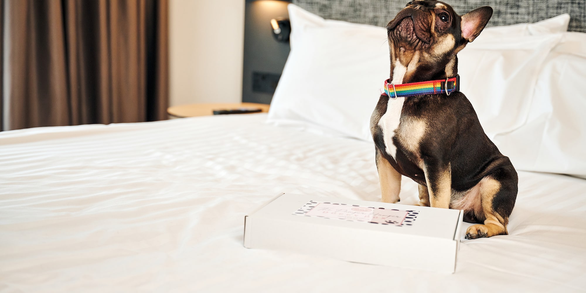 a dog sitting on a bed