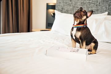a dog sitting on a bed