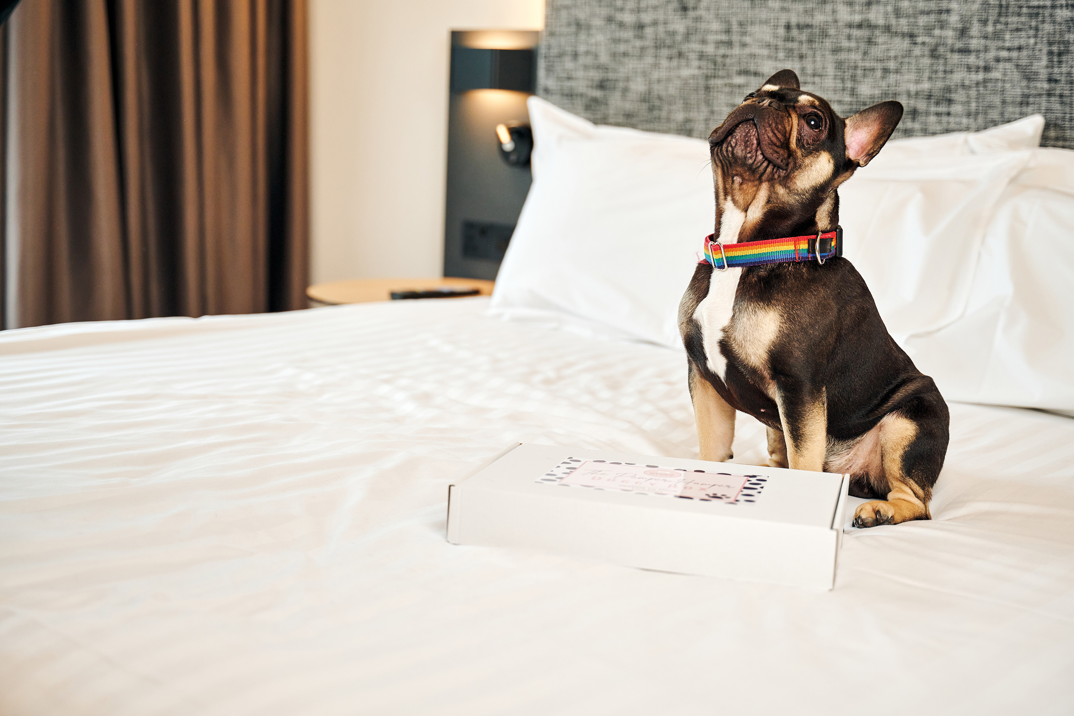 Brown French Bulldog with rainbow collar on hotel bed beside pet box.