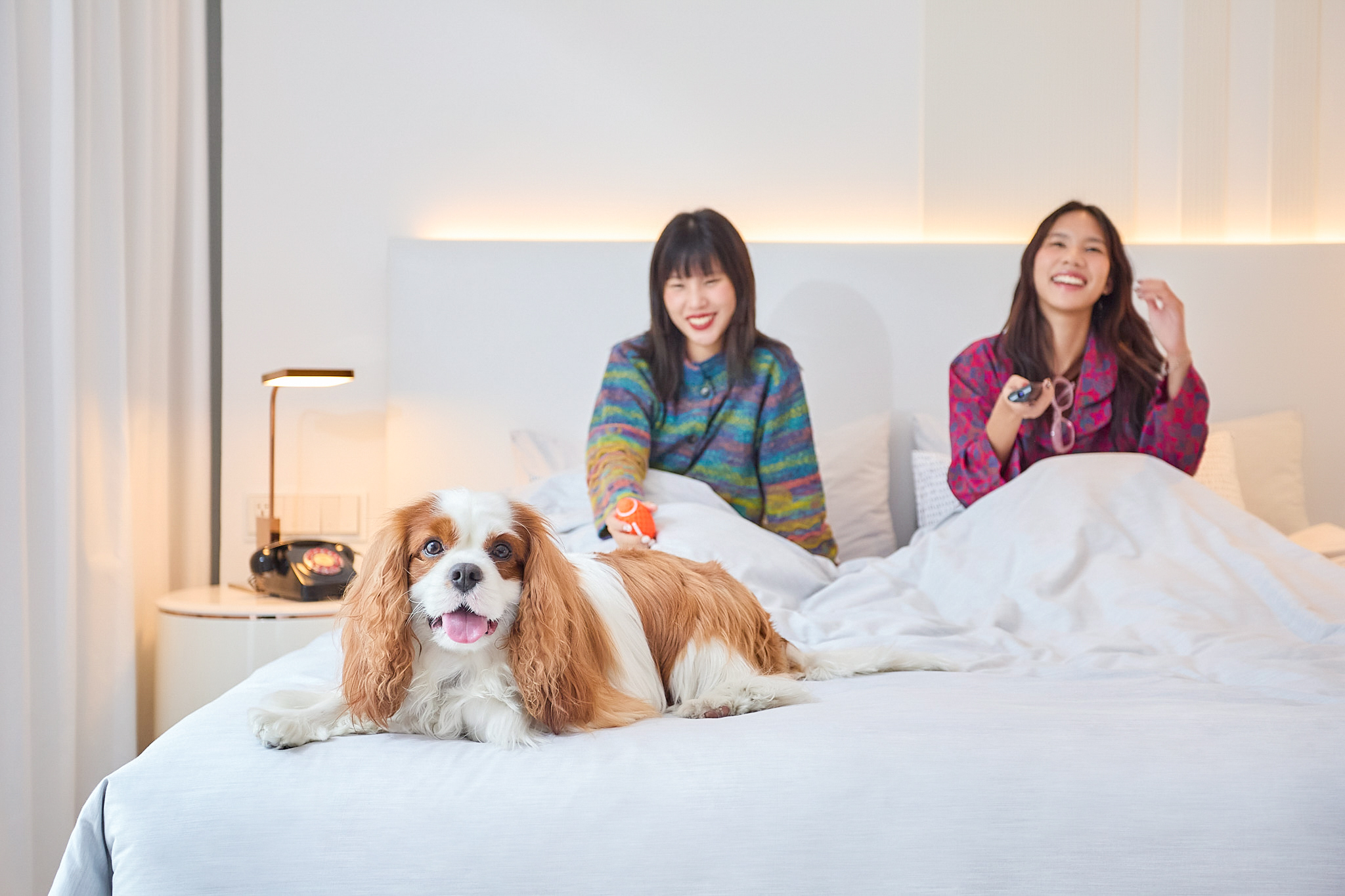 Cavalier King Charles Spaniel on bed with two women in bright pet-friendly room.