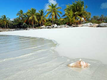 a seashell on a beach