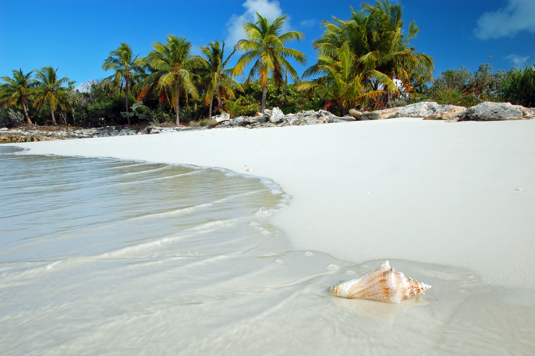 a seashell on a beach