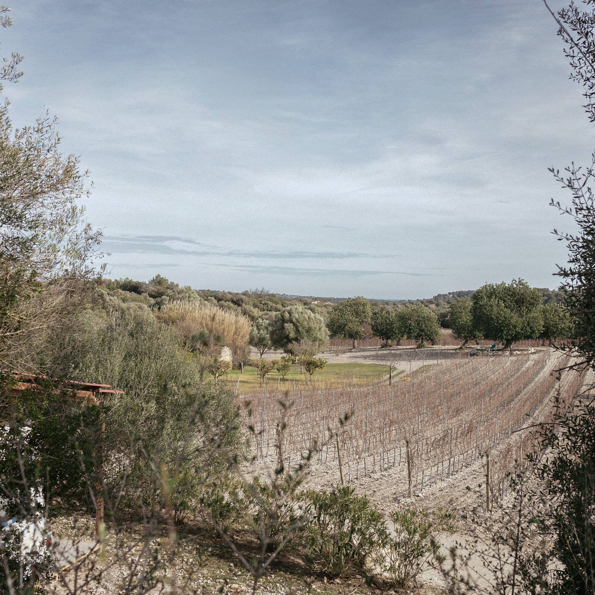 Winter vineyard landscape with bare grapevines framed by olive trees under an overcast sky.
