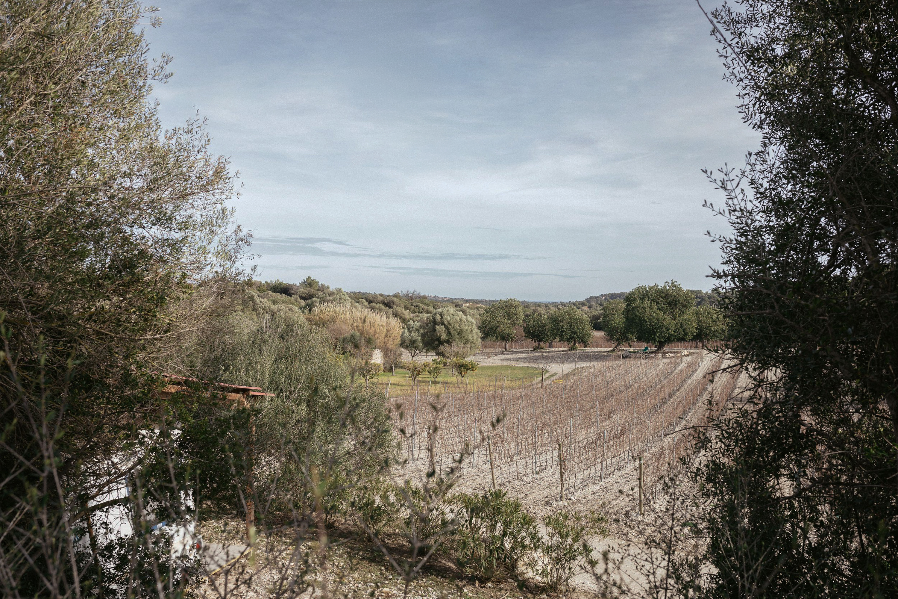 Winter vineyard landscape with bare grapevines framed by olive trees under an overcast sky.