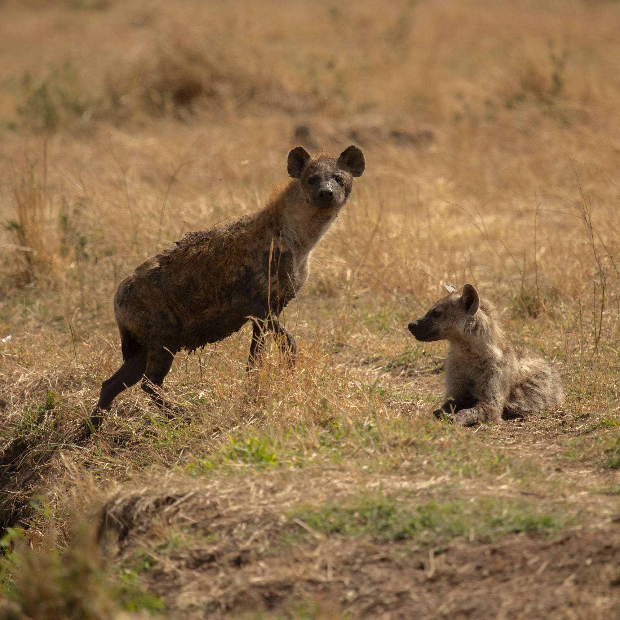 hyena and her cub in a grassy field