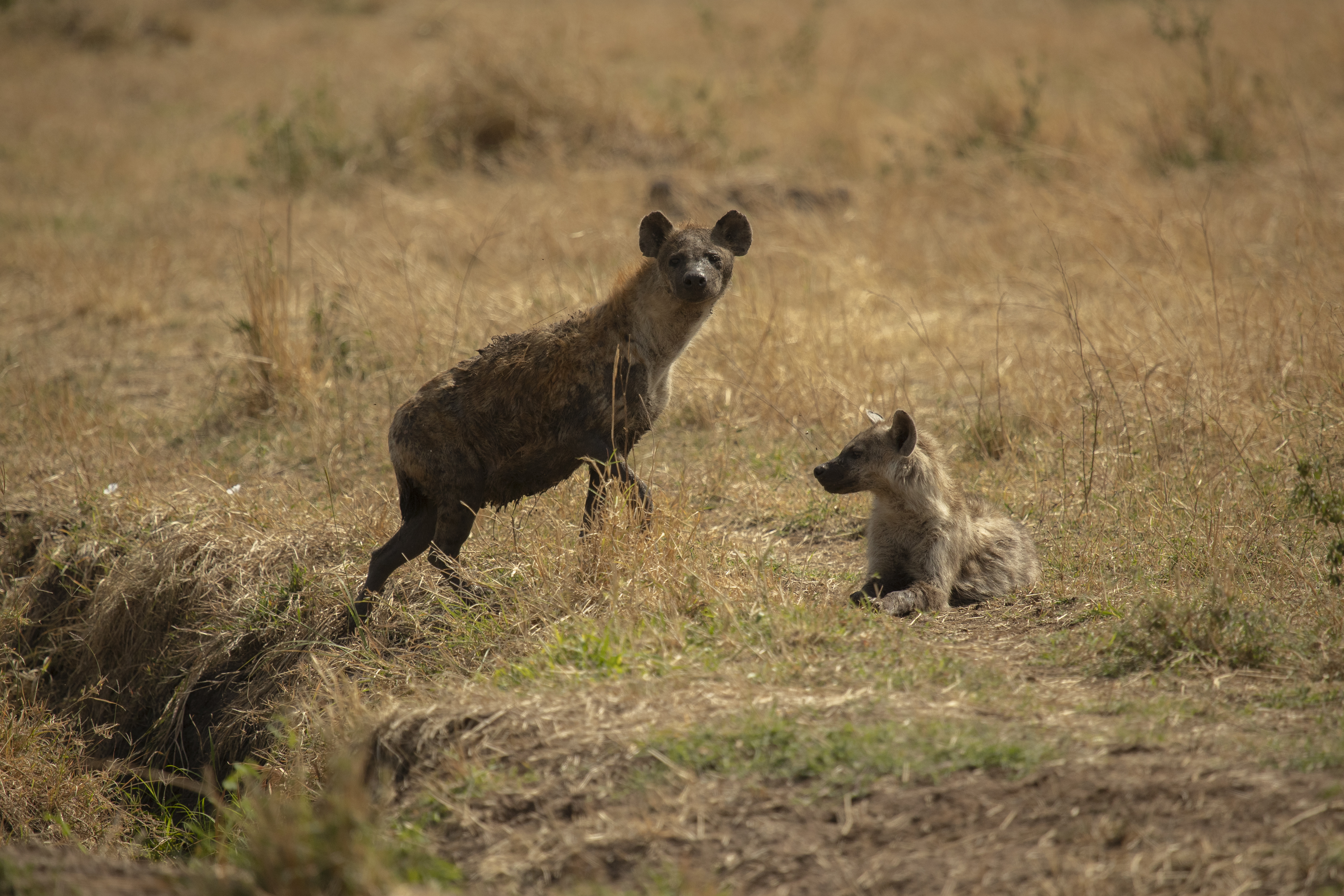 hyena and her cub in a grassy field