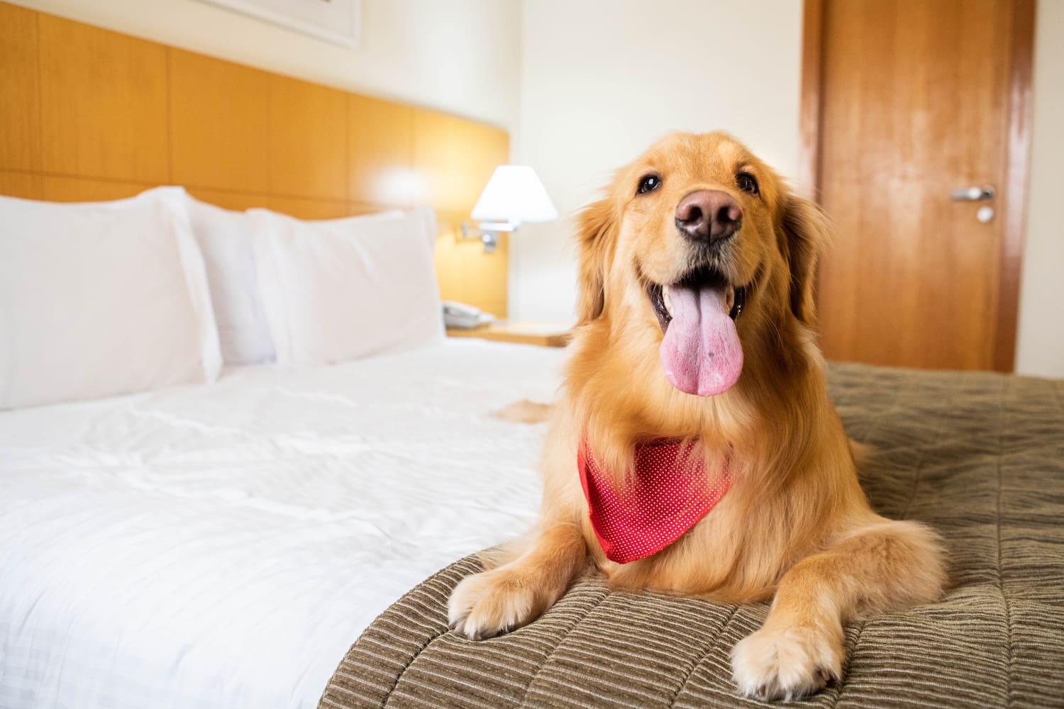 a dog lying on a bed
