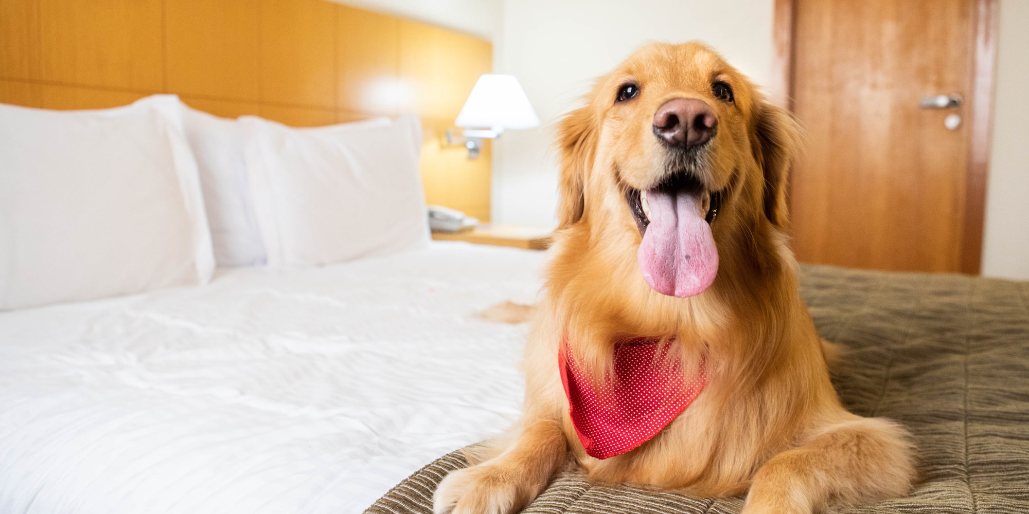 a dog lying on a bed