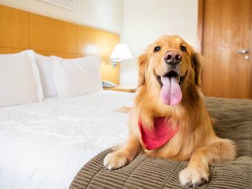 a dog lying on a bed