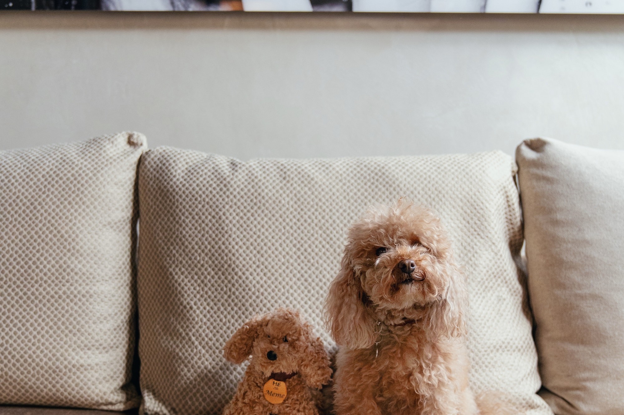 a dog sitting on a couch next to a stuffed animal