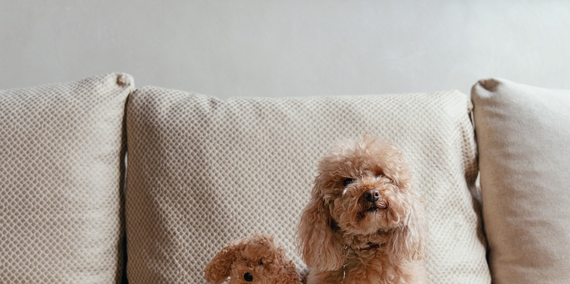 a dog sitting on a couch next to a stuffed animal