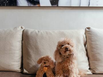 a dog sitting on a couch next to a stuffed animal