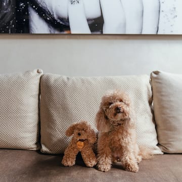 a dog sitting on a couch next to a stuffed animal