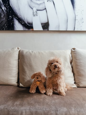 a dog sitting on a couch next to a stuffed animal