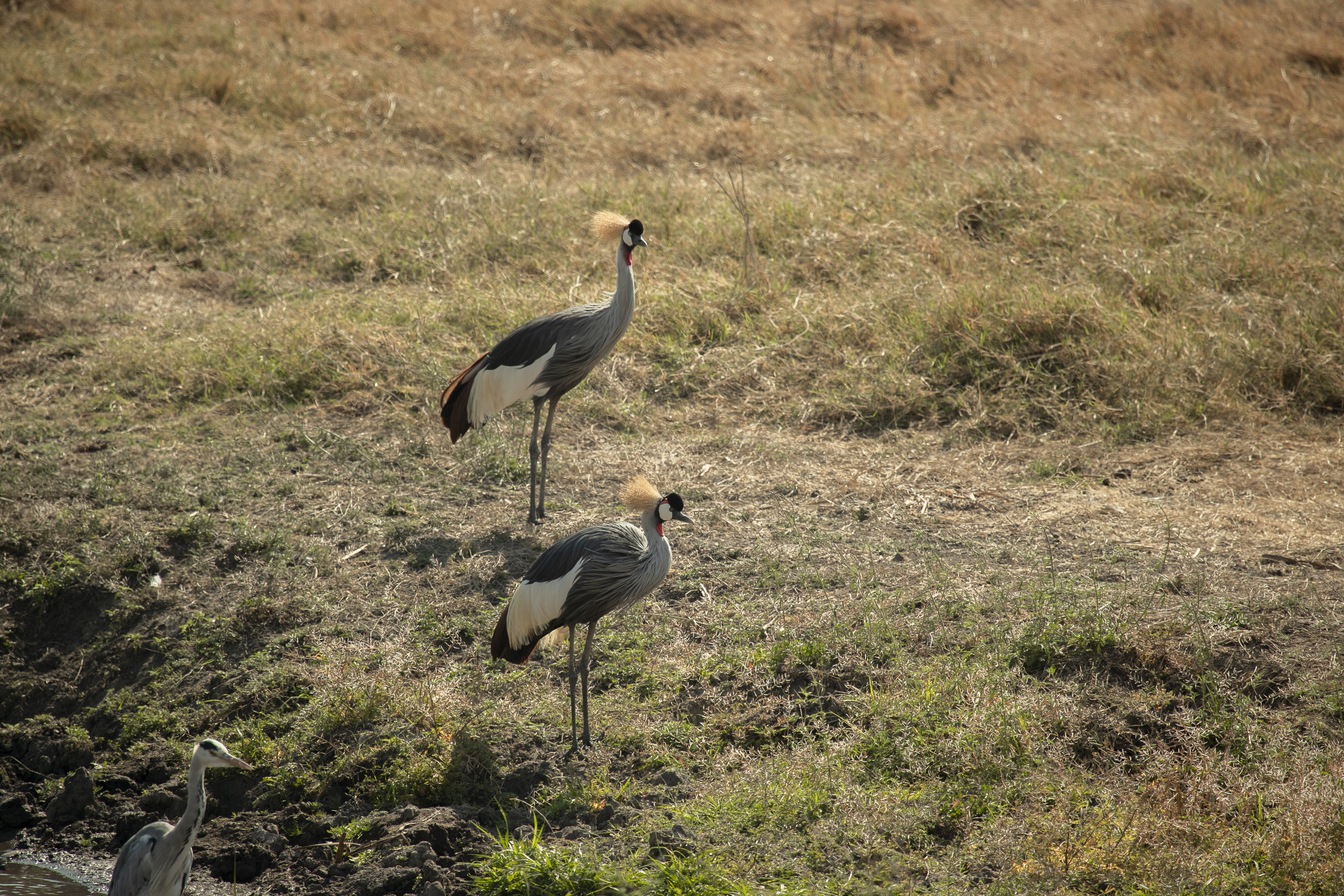 birds standing in a field