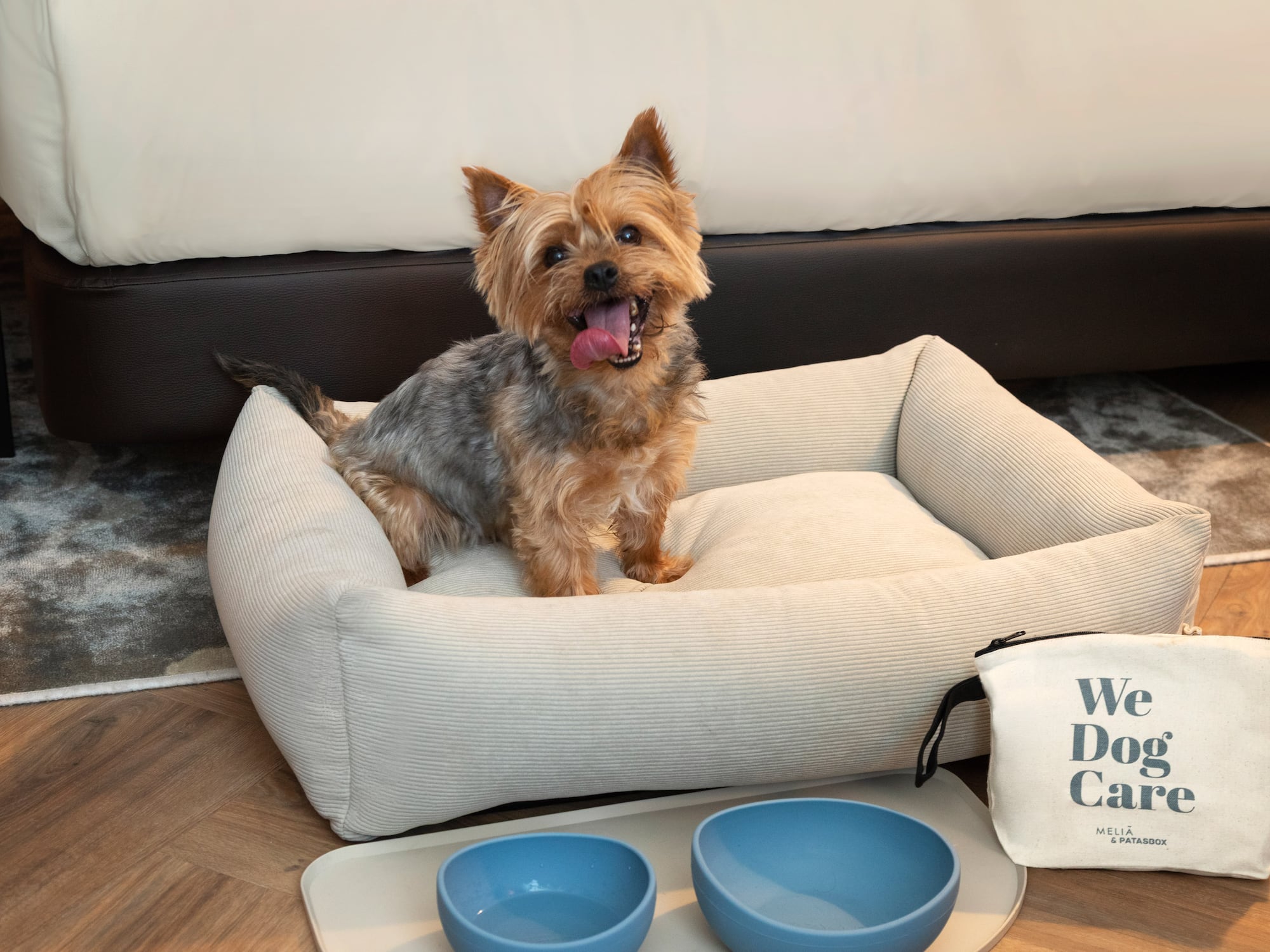 Yorkshire terrier feliz en cama para perro. Cuencos y kit pet-friendly Meliá.