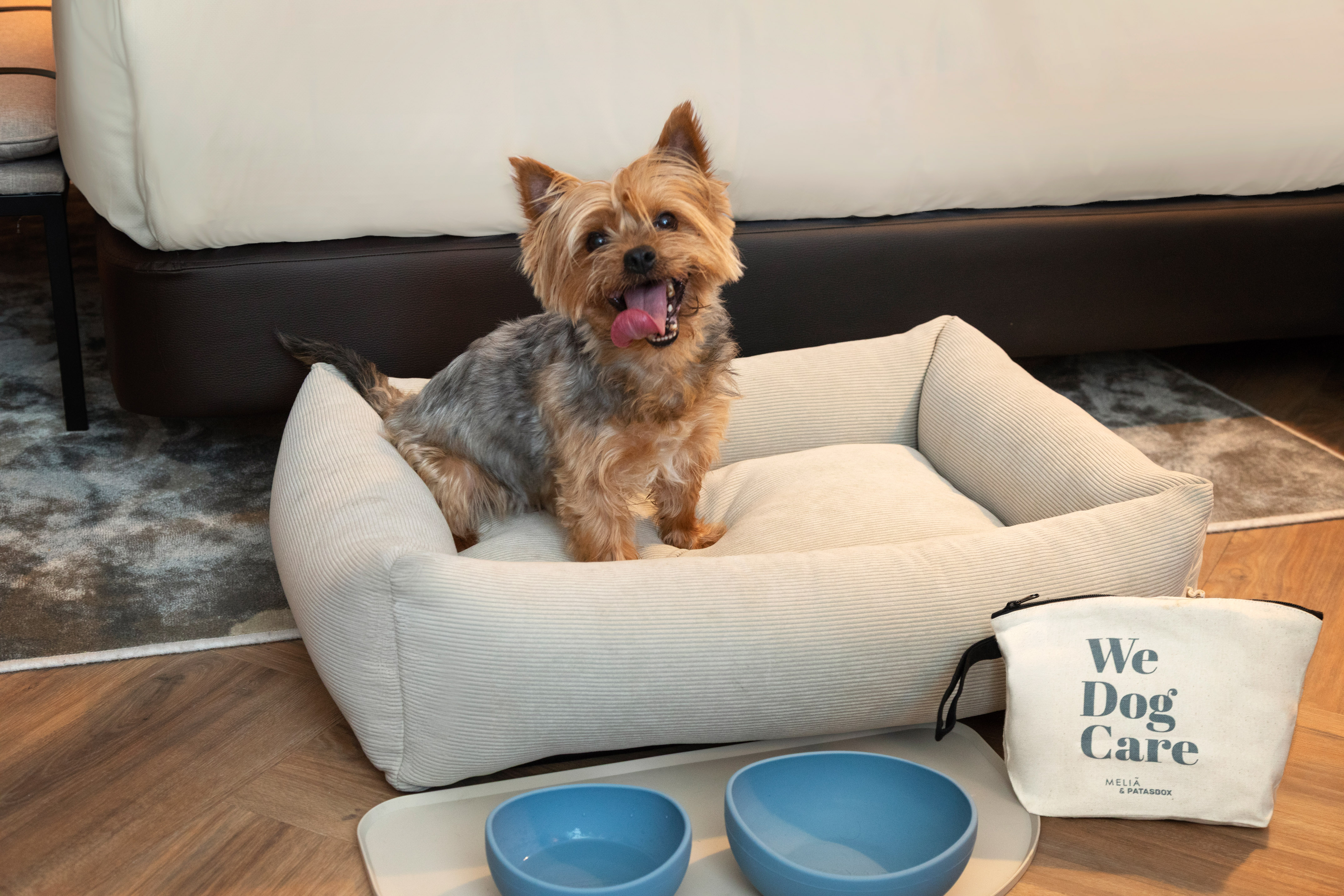 Yorkshire terrier feliz en cama para perro. Cuencos y kit pet-friendly Meliá.