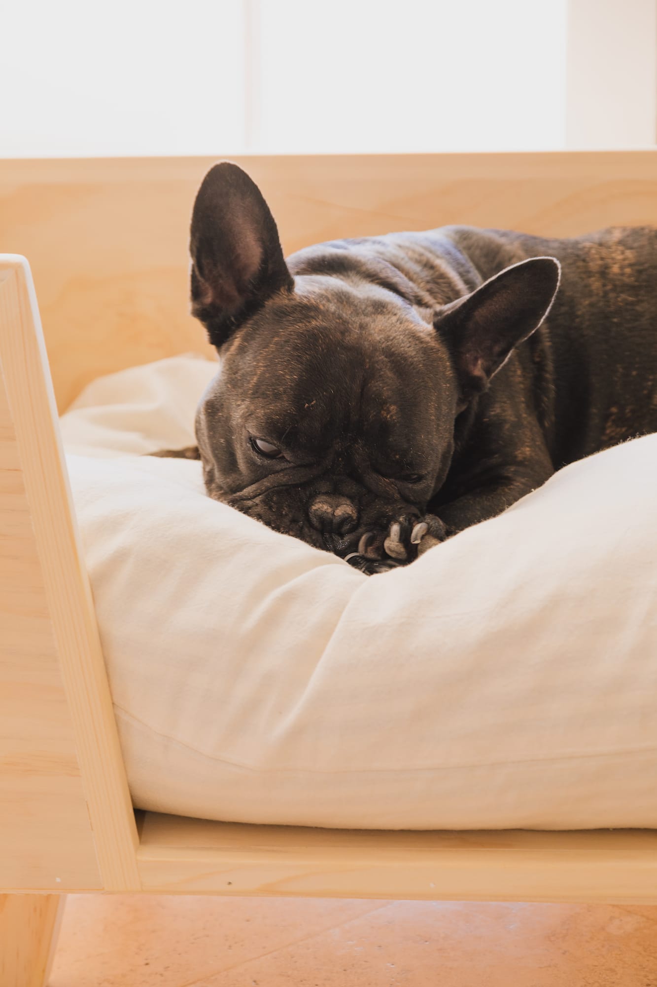 a dog lying on a pillow