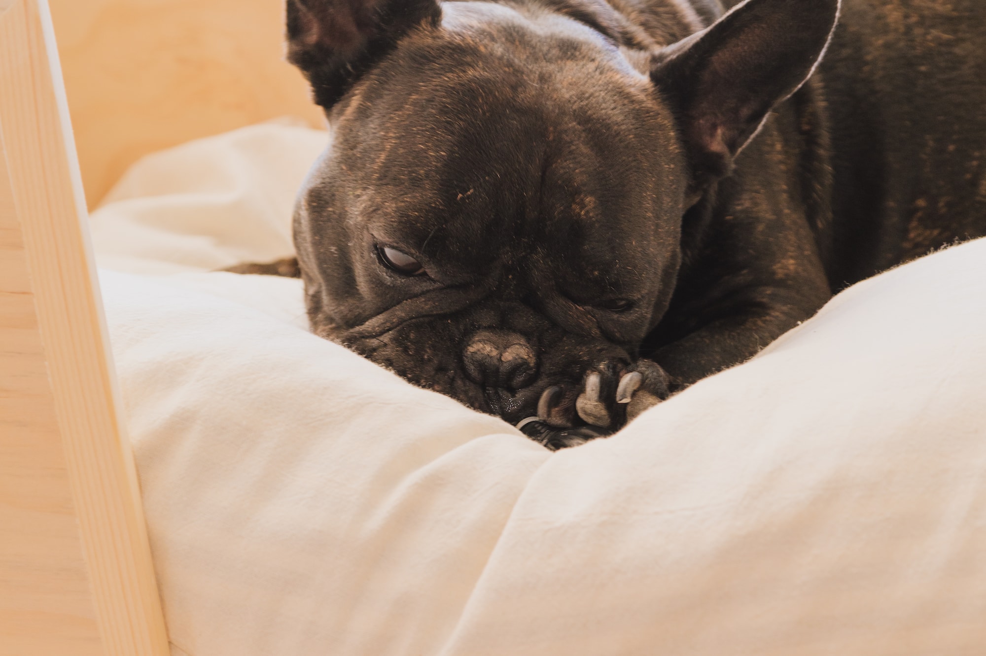a dog lying on a pillow