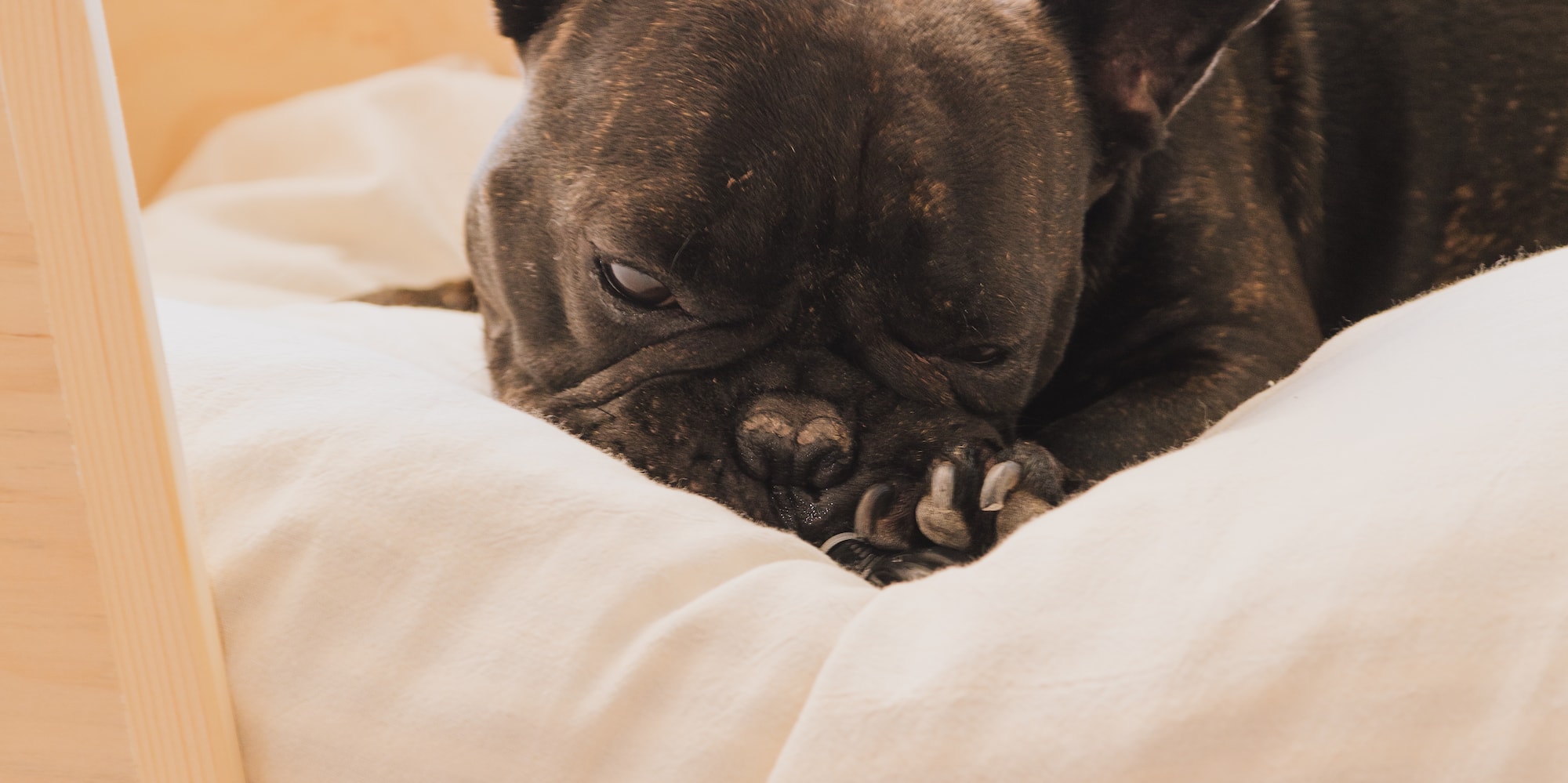a dog lying on a pillow