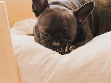 a dog lying on a pillow