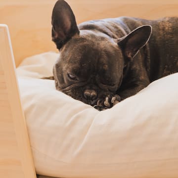 a dog lying on a pillow