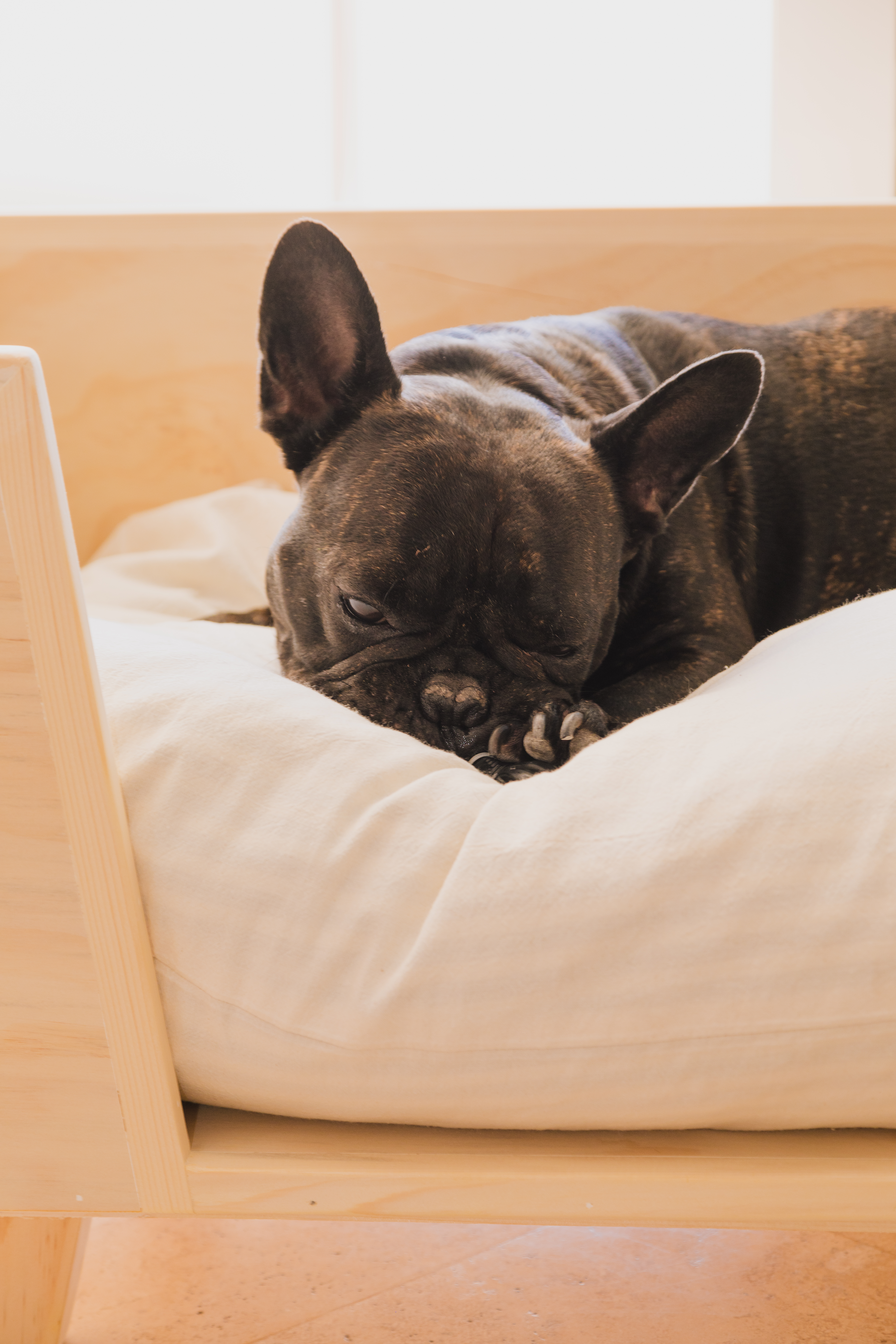 Sleeping brindle French Bulldog curled up in a wooden dog bed.