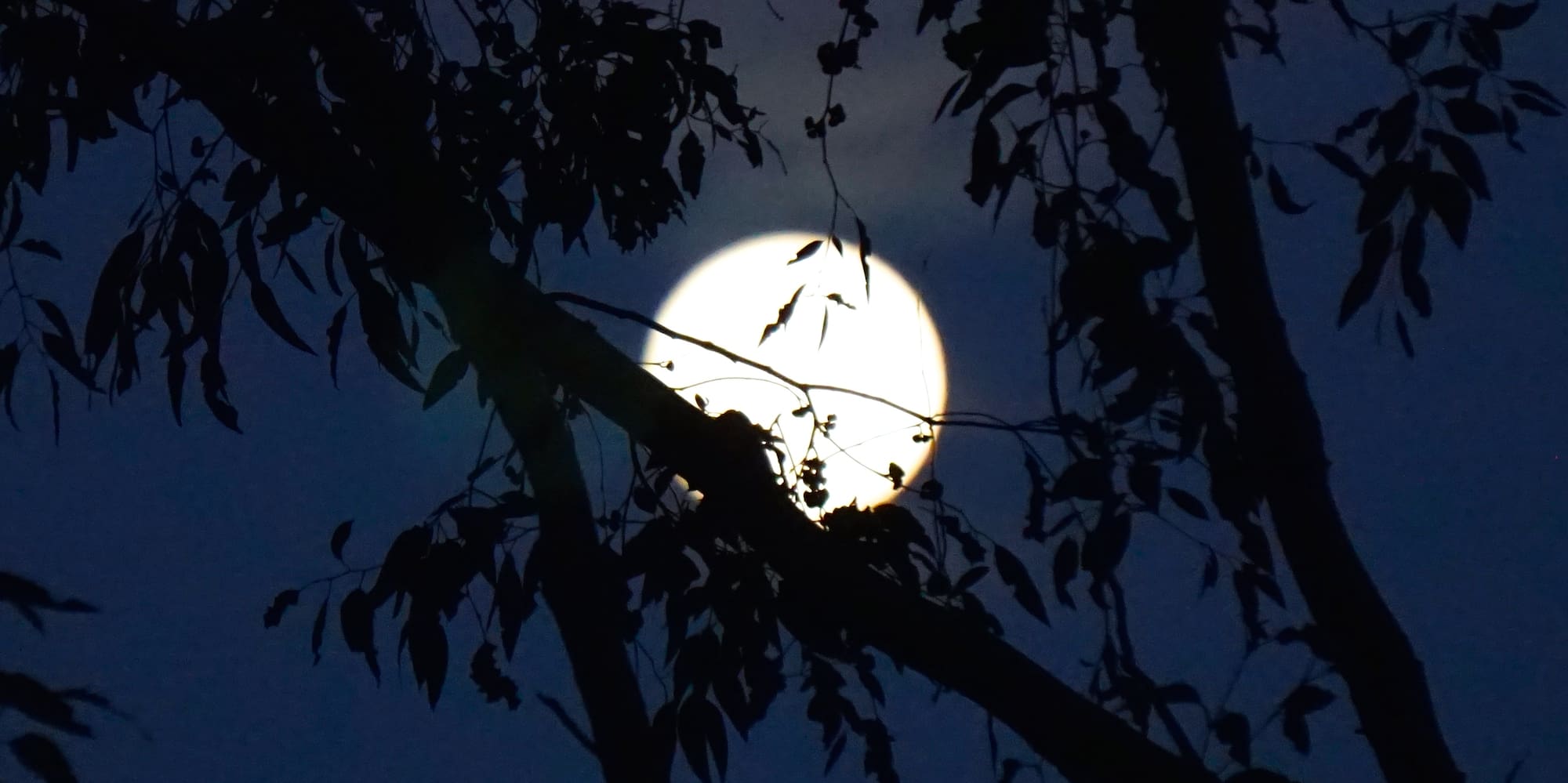 Bright full moon silhouetted by dark tree branches against a night sky.