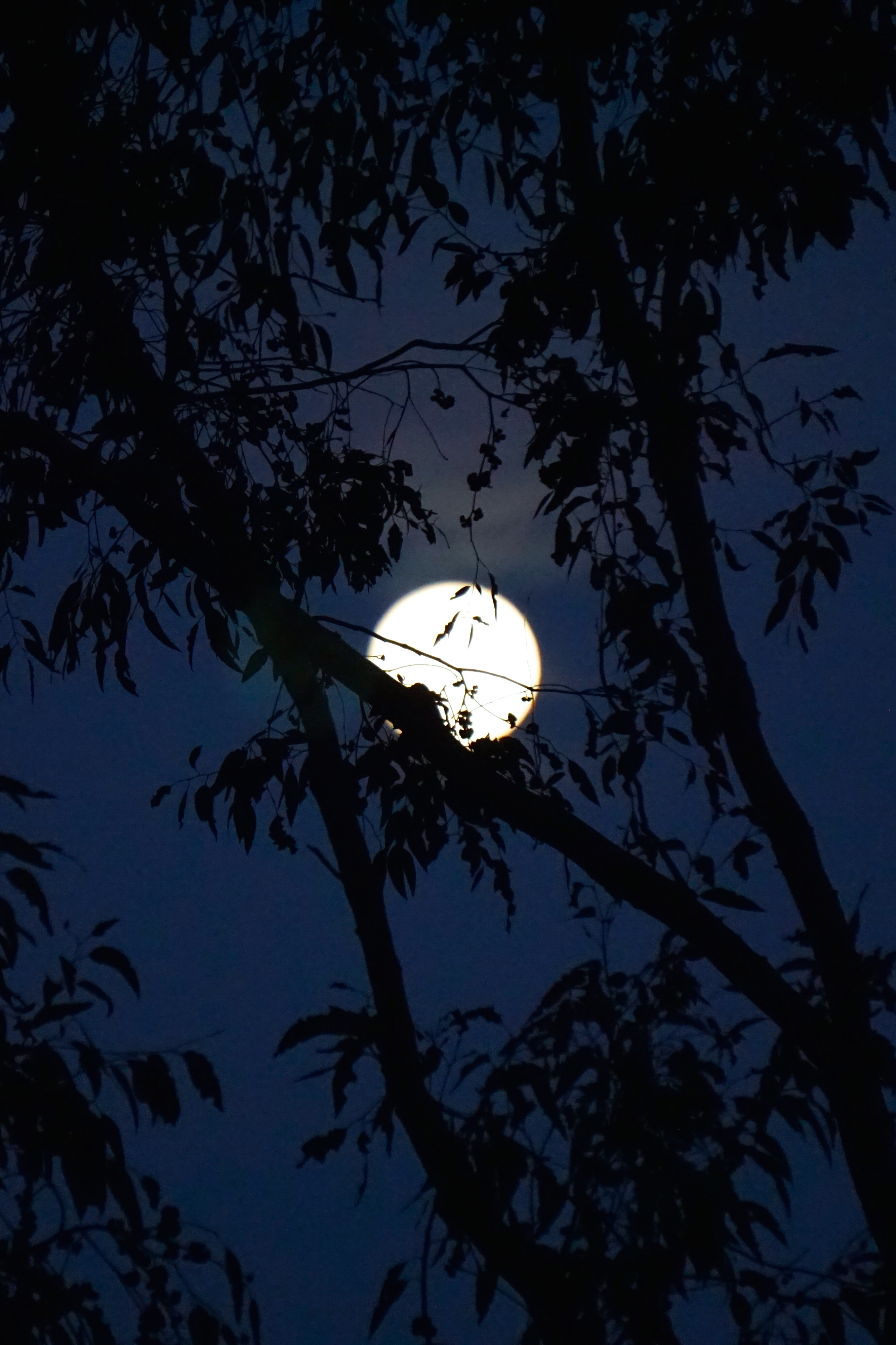 Bright full moon silhouetted by dark tree branches against a night sky.