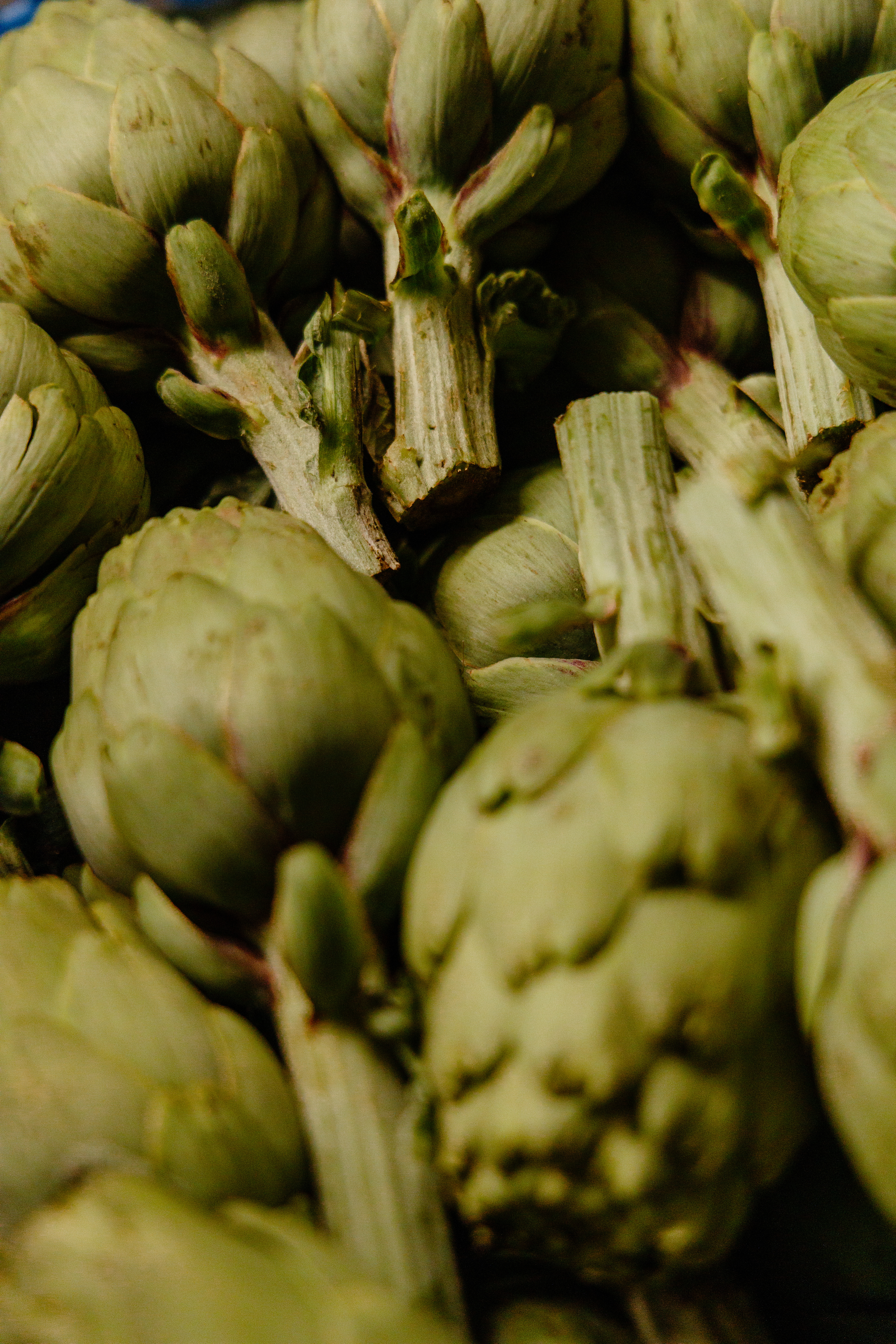 Primer plano de alcachofas verdes frescas, vegetales con tallos.