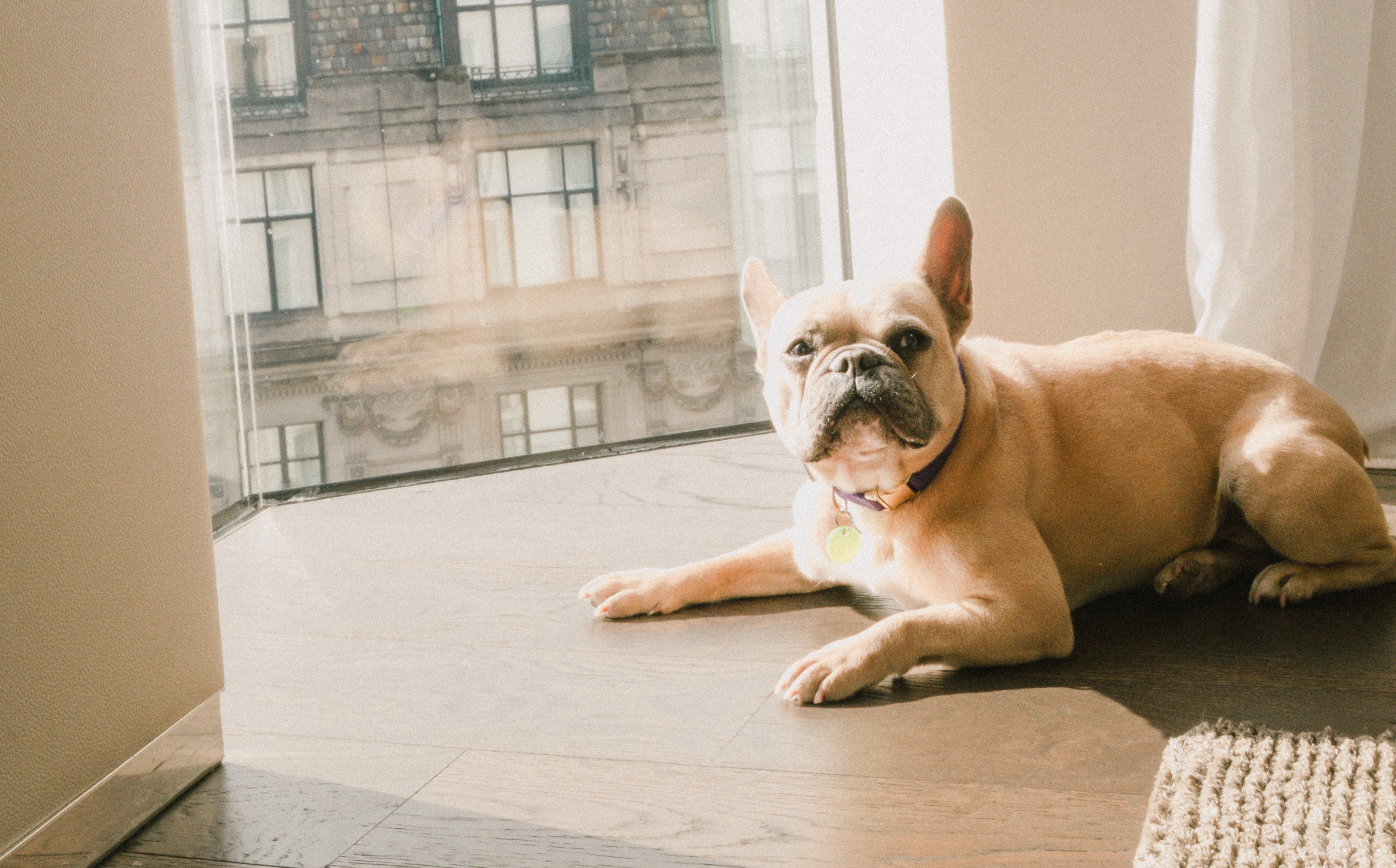 a dog lying on the floor
