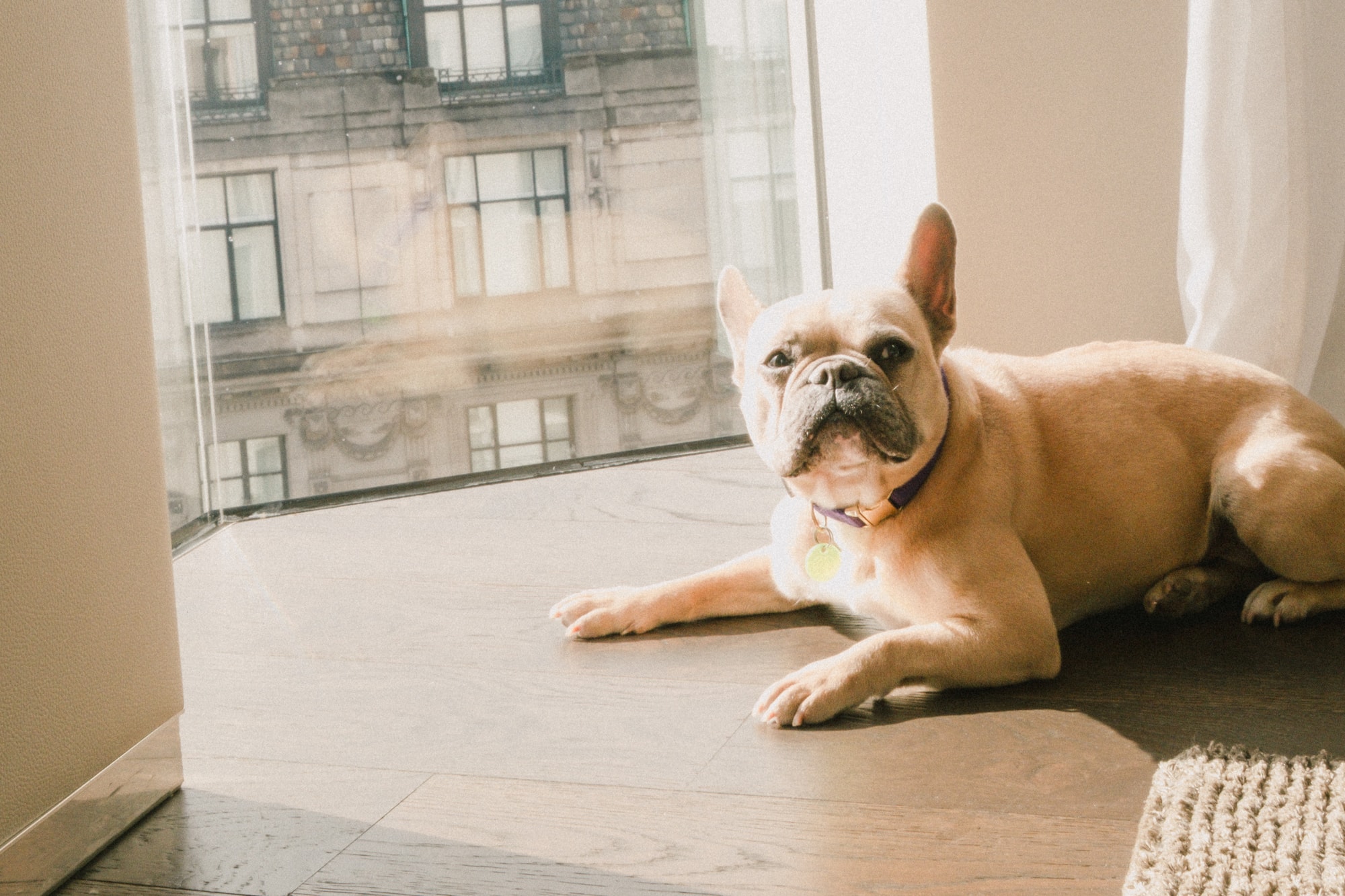 a dog lying on the floor