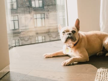 a dog lying on the floor