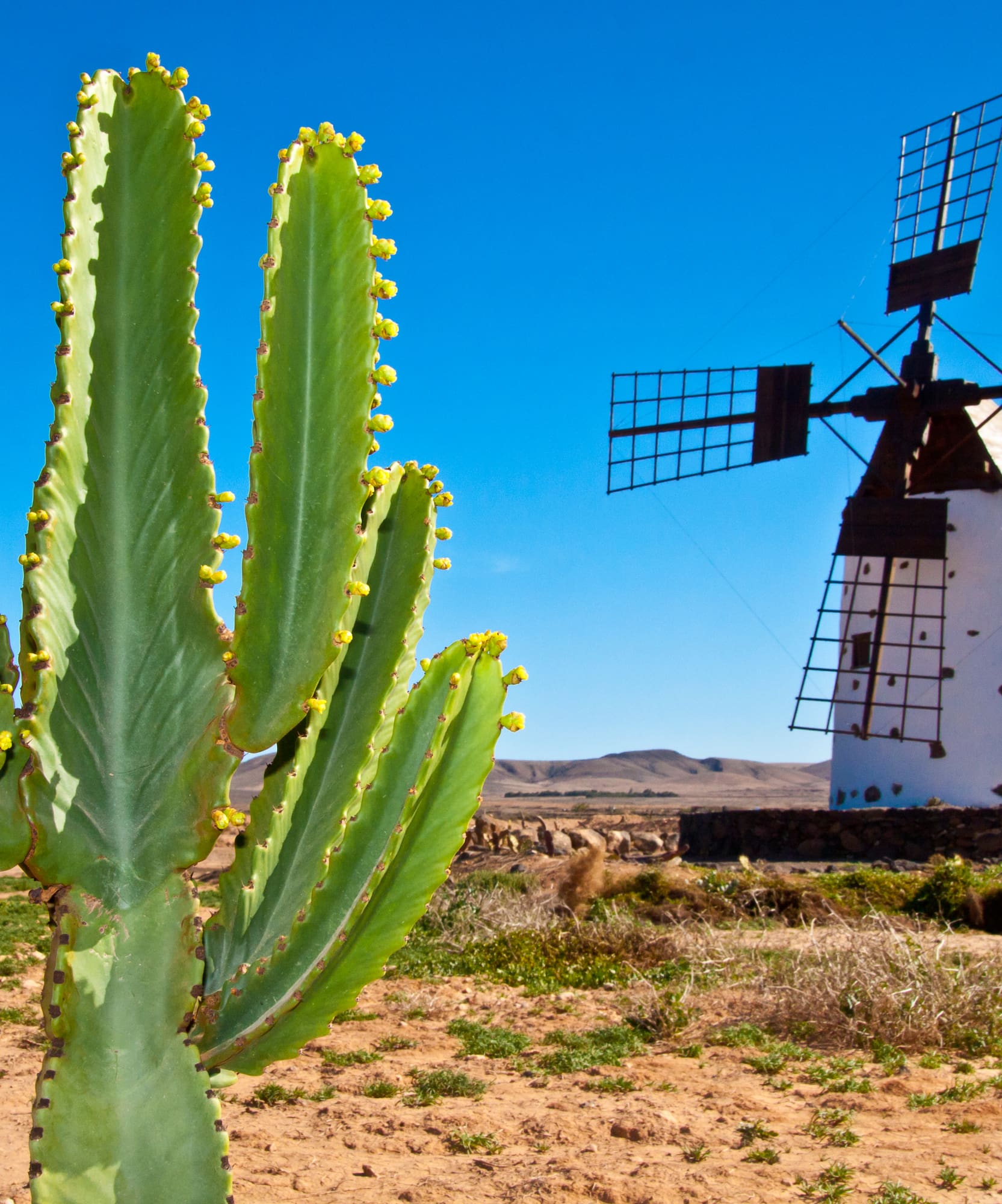 Cactus y molino de viento tradicional en paisaje desértico canario.