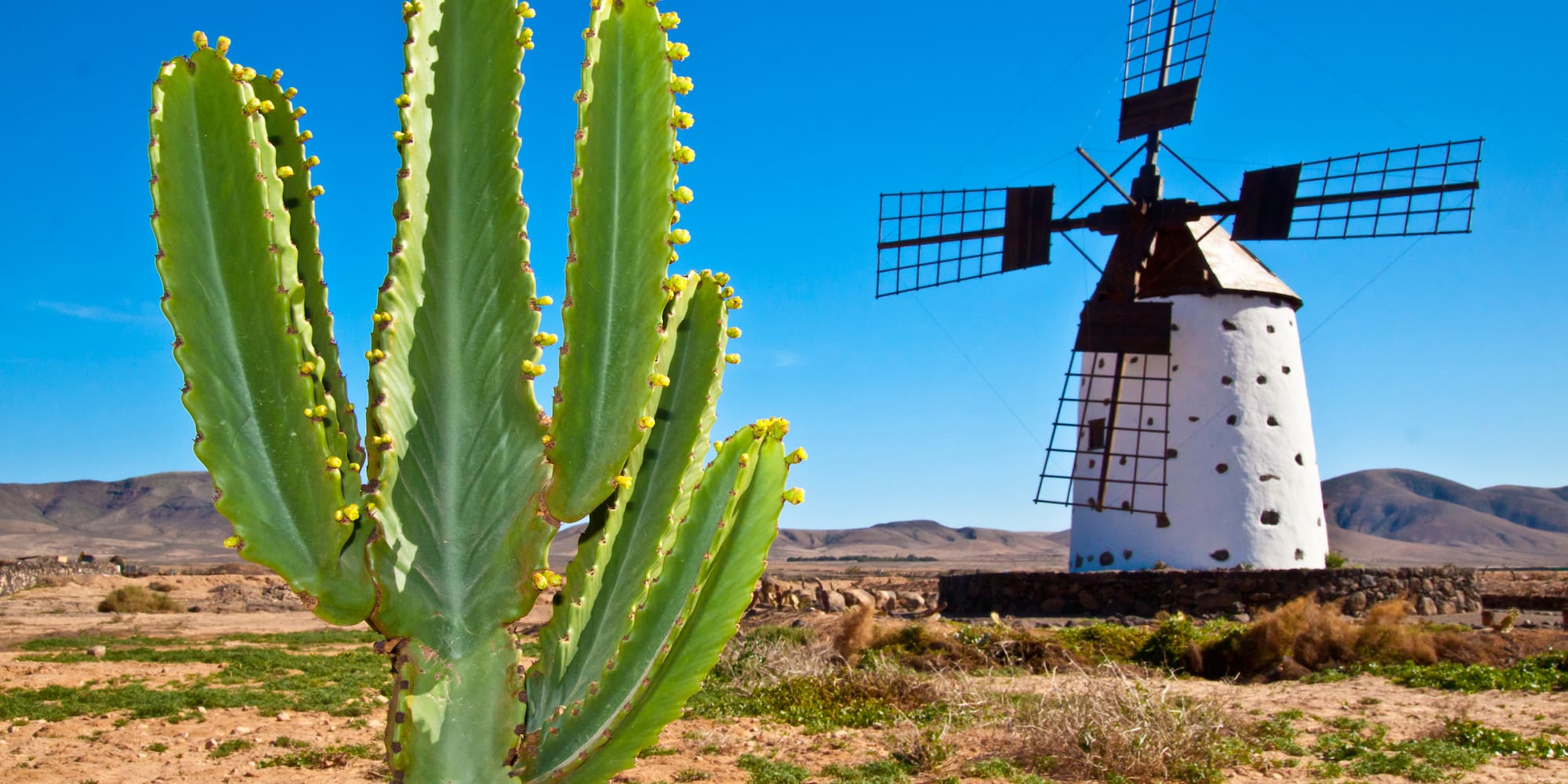 Cactus y molino de viento tradicional en paisaje desértico de Fuerteventura.
