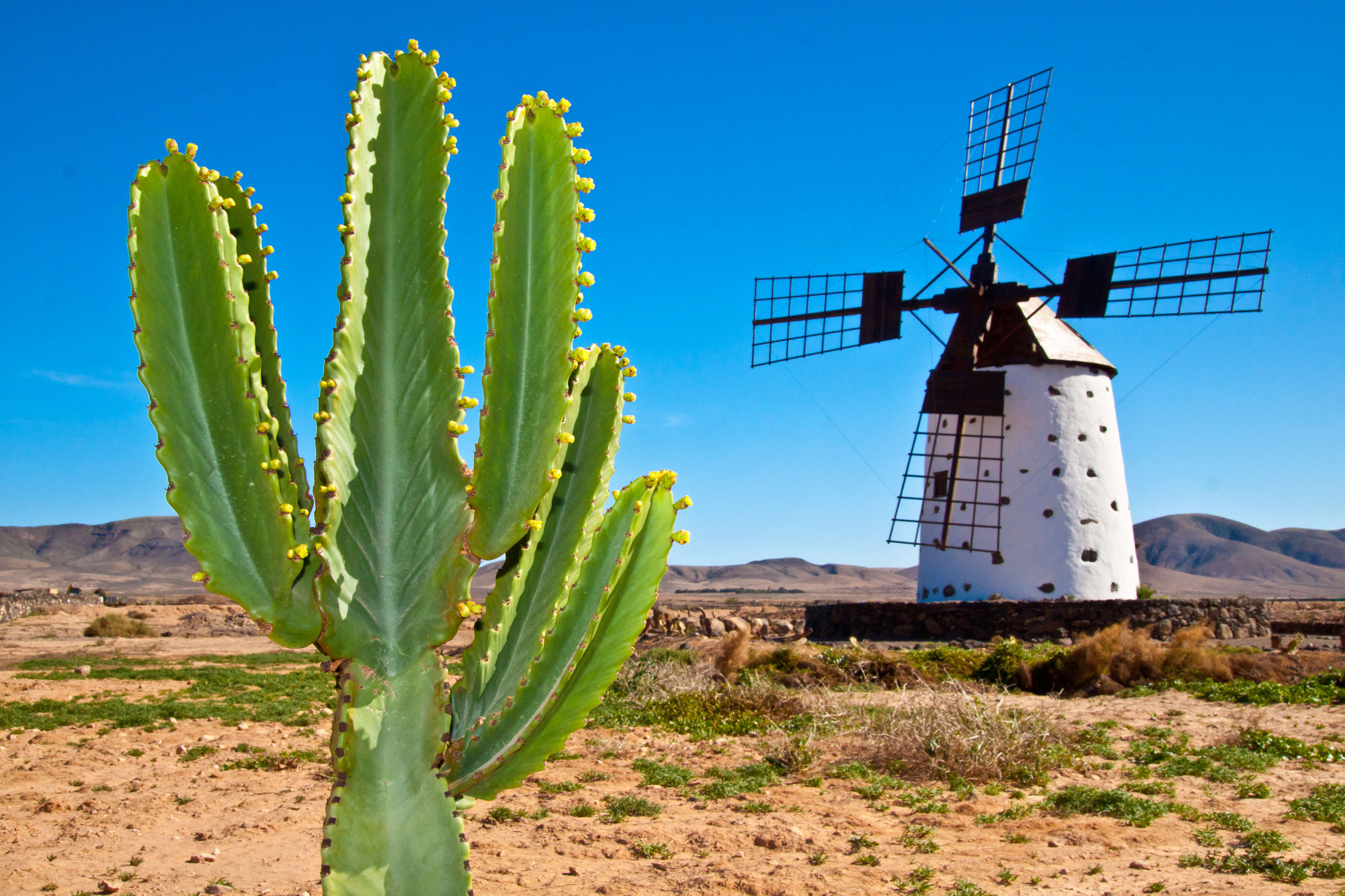 Cactus florecido y molino de viento en paisaje árido.