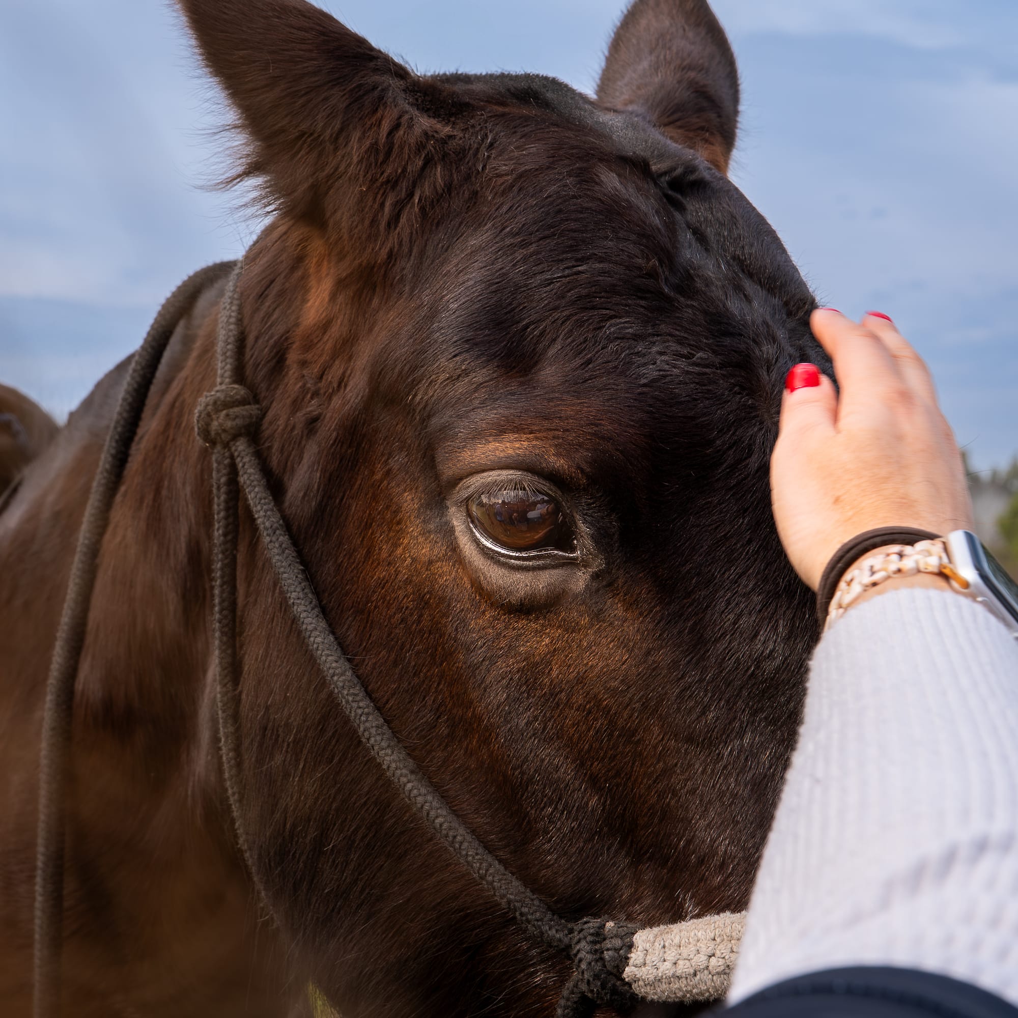a person petting a horse