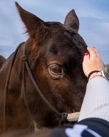 a person petting a horse