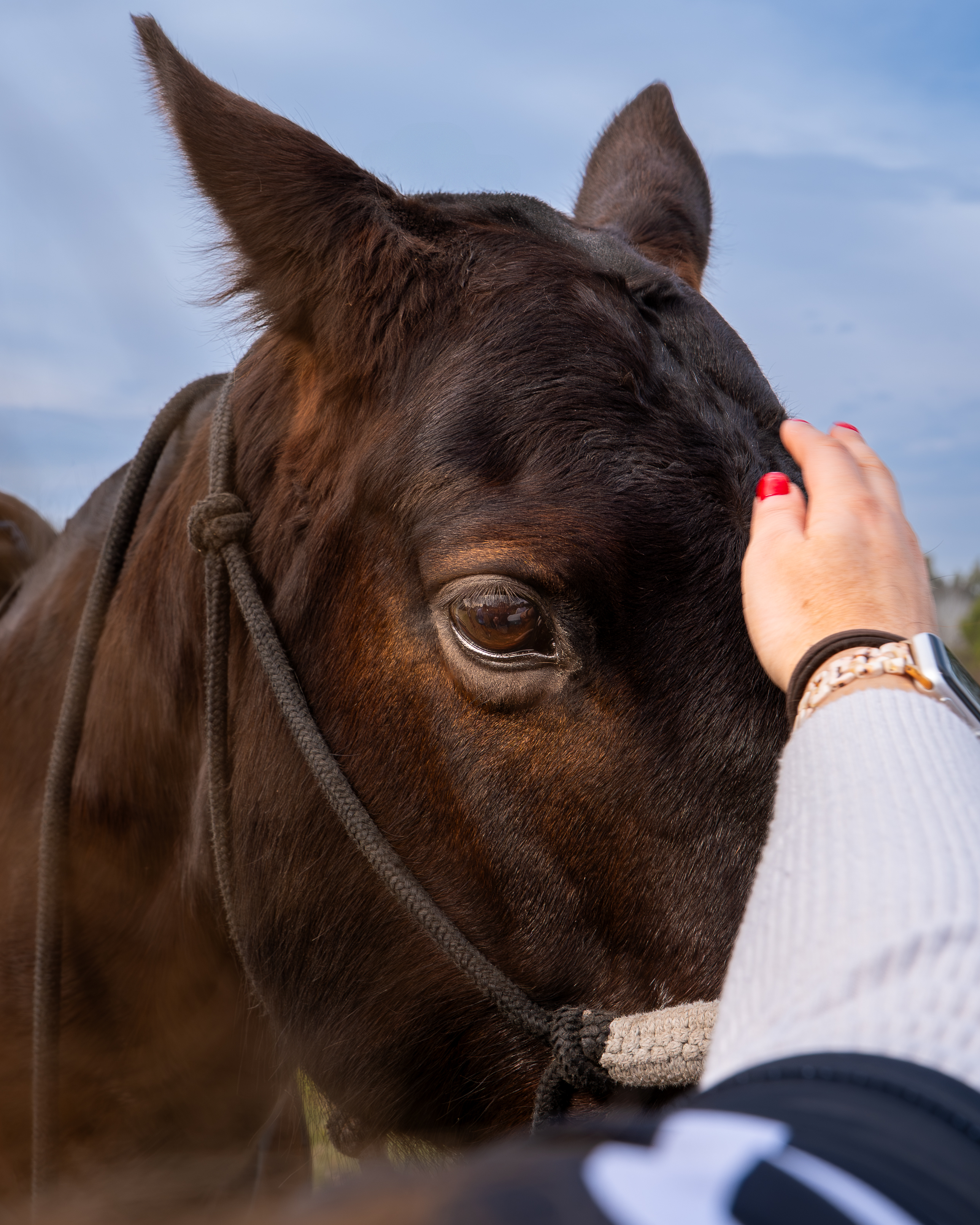 a person petting a horse