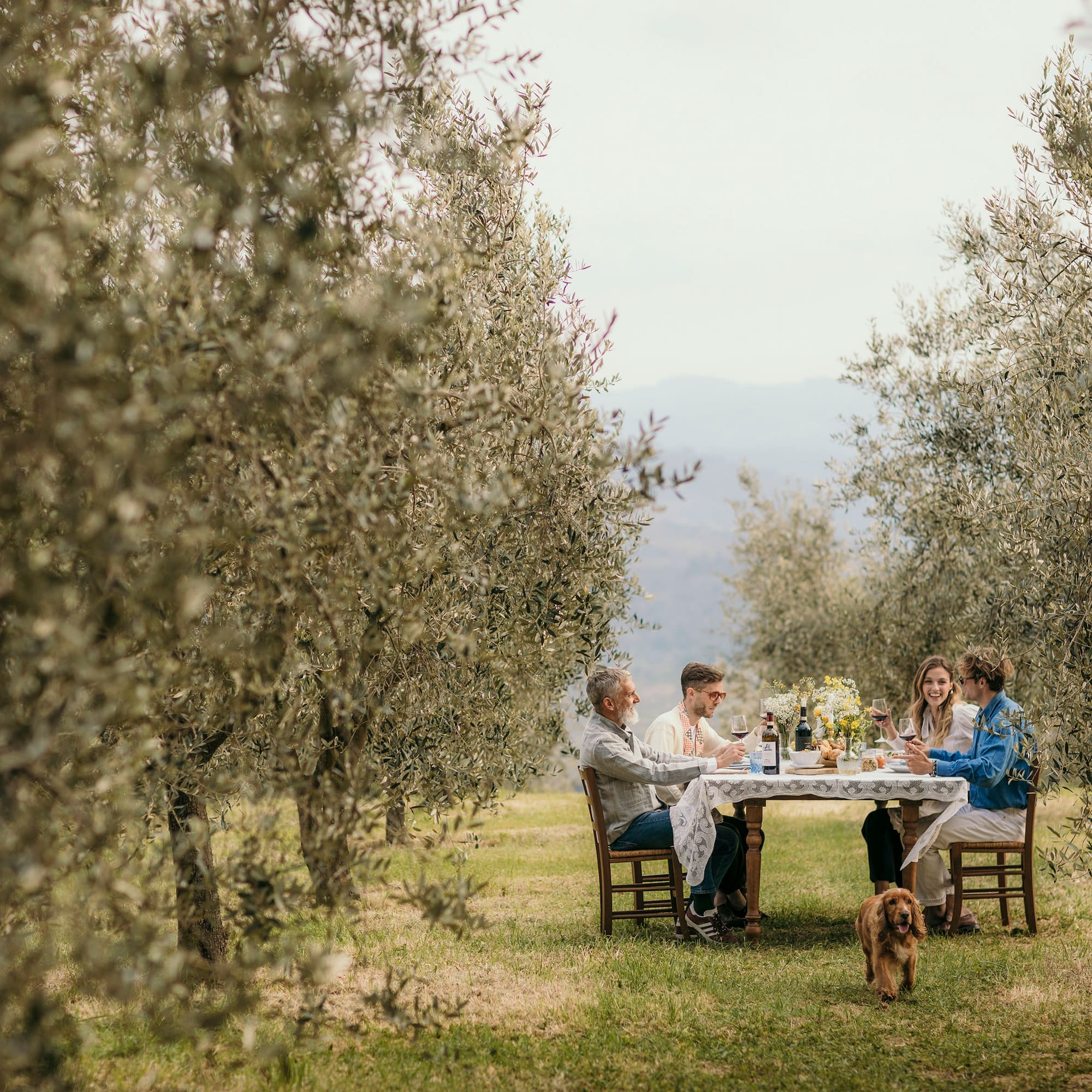 Friends enjoying an outdoor meal with wine in a sunny olive grove, dog nearby.