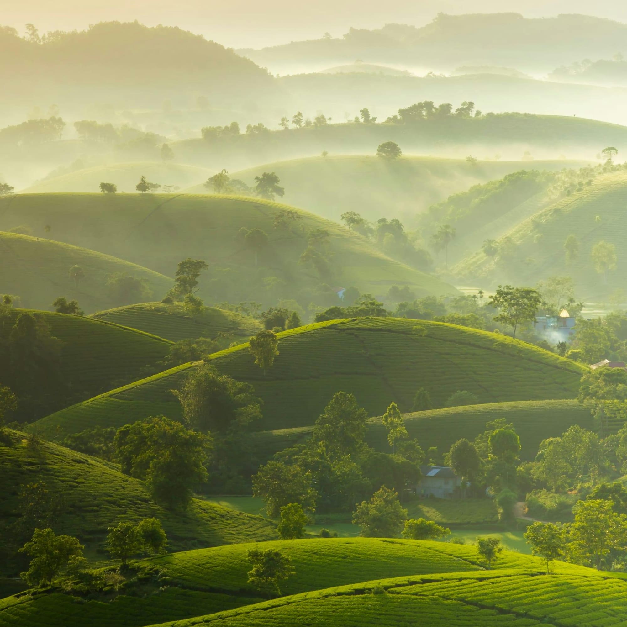 Misty sunrise over rolling green tea plantations and distant mountains.