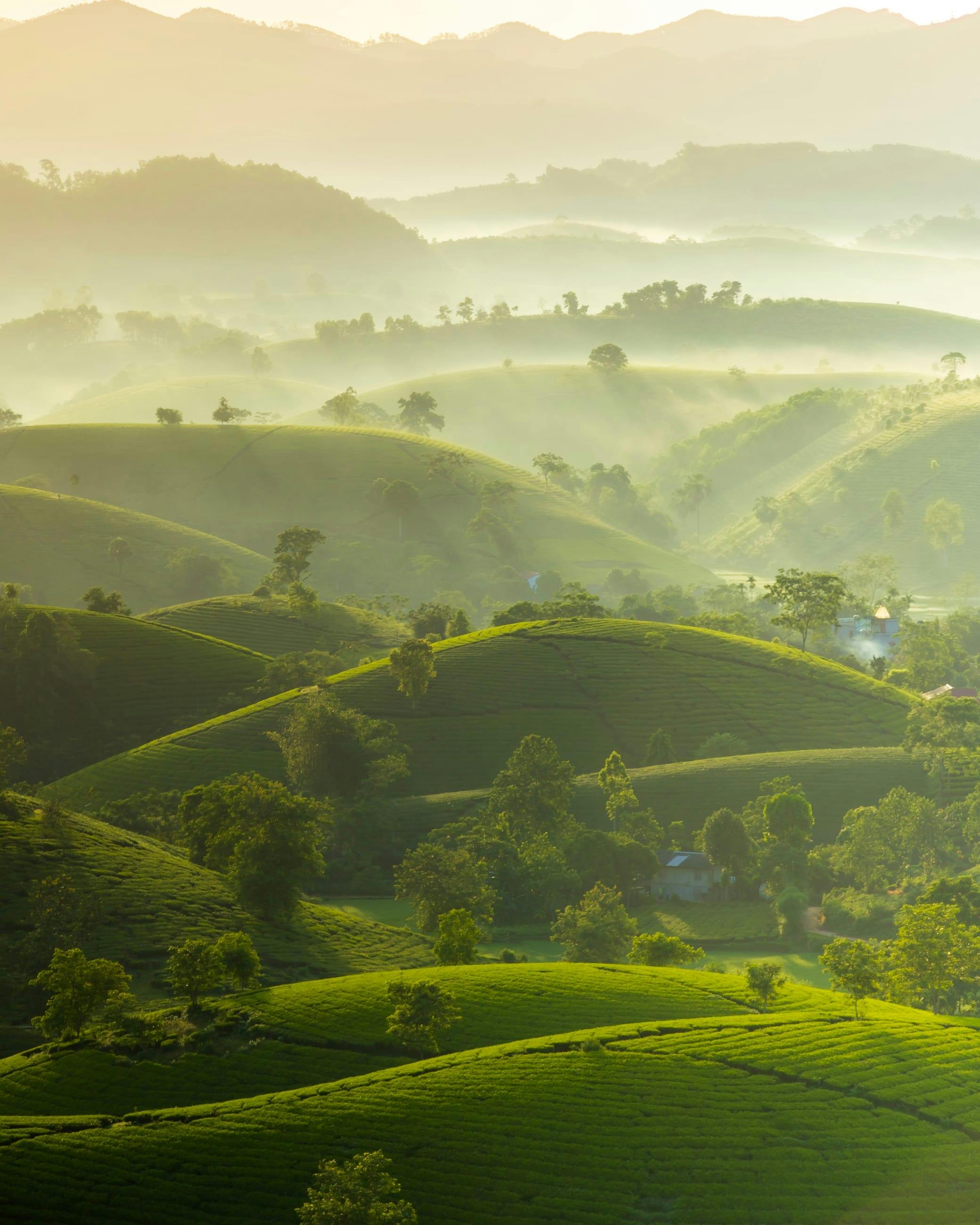 Misty sunrise over rolling green tea plantations and distant mountains.