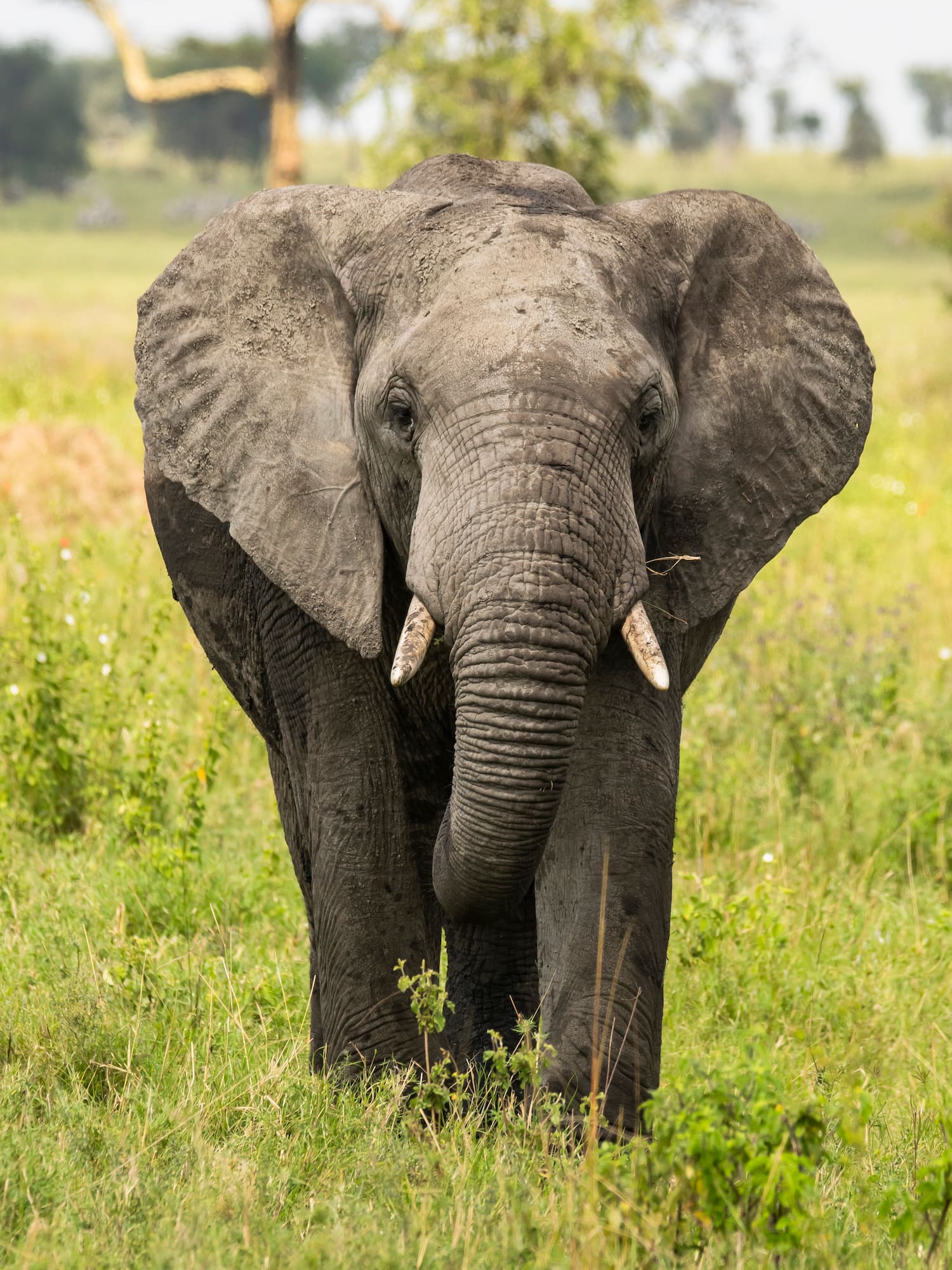 an elephant standing in grass