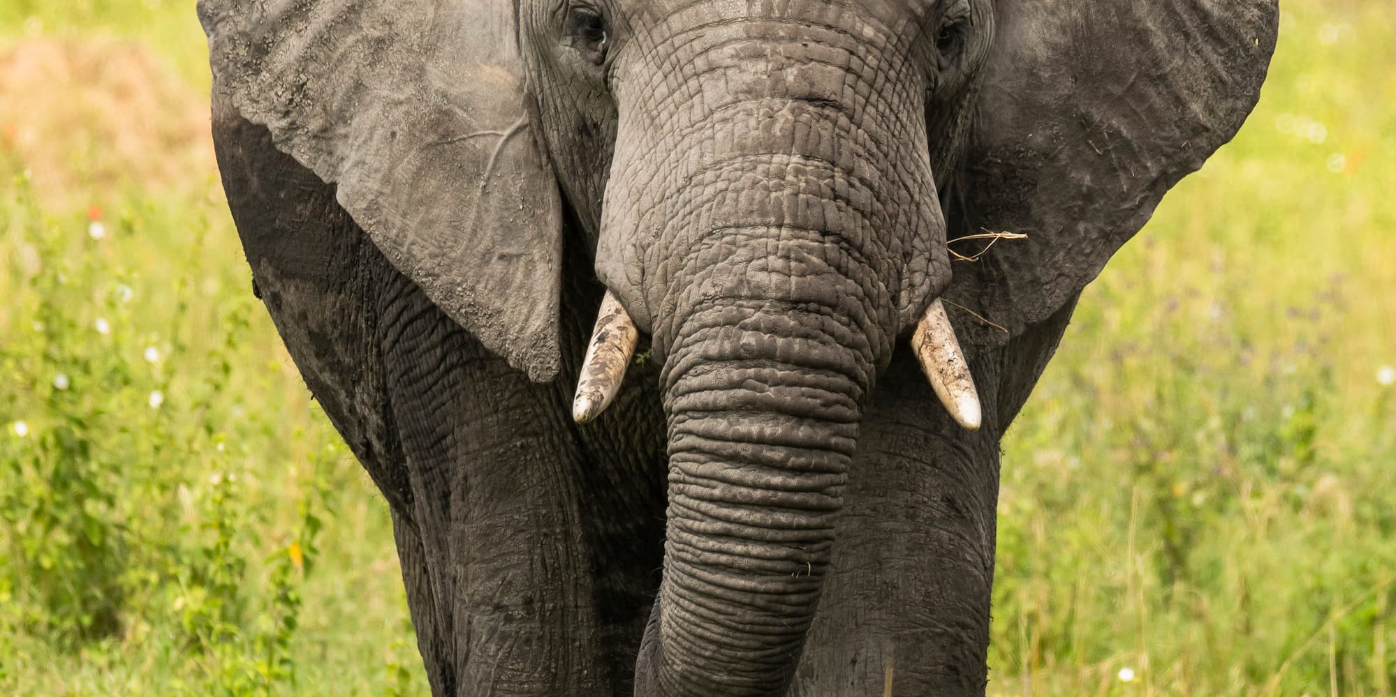 an elephant standing in grass