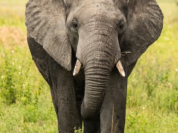 an elephant standing in grass