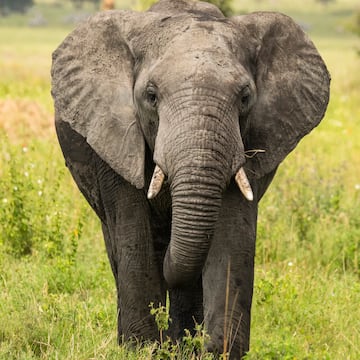 an elephant standing in grass